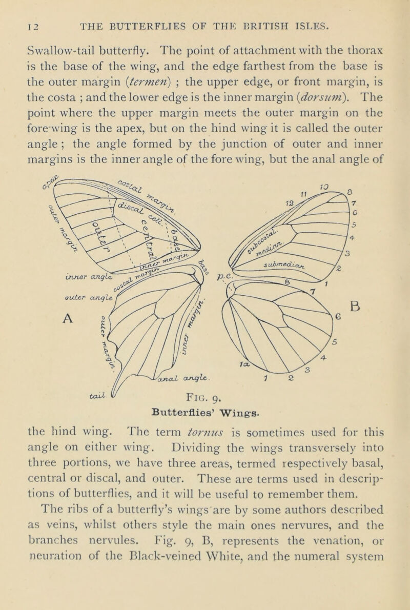 Swallow-tail butterfly. The point of attachment with the thorax is the base of the wing, and the edge farthest from the base is the outer margin (termen) ; the upper edge, or front margin, is the costa ; and the lower edge is the inner margin (dotsinn). The point where the upper margin meets the outer margin on the fore wing is the apex, but on the hind wing it is called the outer angle ; the angle formed by the junction of outer and inner margins is the inner angle of the fore wing, but the anal angle of the hind wing. The term tornus is sometimes used for this angle on either wing. Dividing the wings transversely into three portions, we have three areas, termed respectively basal, central or discal, and outer. These are terms used in descrip- tions of butterflies, and it will be useful to remember them. The ribs of a butterfly’s wings are by some authors described as veins, whilst others style the main ones nervures, and the branches nervules. Fig. 9, B, represents the venation, or neuration of the Black-veined White, and the numeral system