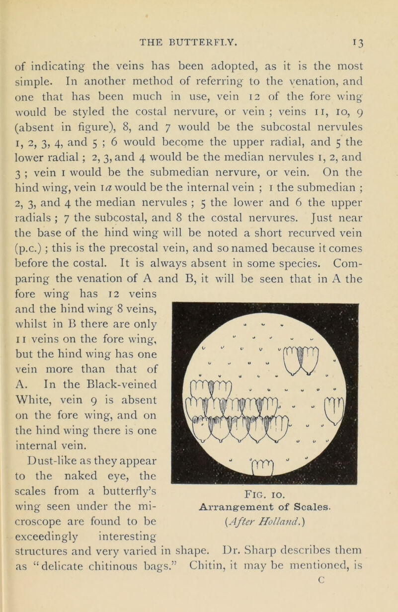 of indicating the veins has been adopted, as it is the most simple. In another method of referring to the venation, and one that has been much in use, vein 12 of the fore wing would be styled the costal nervure, or vein ; veins 11, 10, 9 (absent in figure), 8, and 7 would be the subcostal nervules 1, 2, 3, 4, and 5 ; 6 would become the upper radial, and 5 the lower radial; 2, 3, and 4 would be the median nervules 1, 2, and 3 ; vein 1 would be the submedian nervure, or vein. On the hind wing, vein 1 a would be the internal vein ; 1 the submedian ; 2, 3, and 4 the median nervules ; 5 the lower and 6 the upper radials ; 7 the subcostal, and 8 the costal nervures. Just near the base of the hind wing will be noted a short recurved vein (p.c.); this is the precostal vein, and so named because it comes before the costal. It is always absent in some species. Com- paring the venation of A and B, it will be seen that in A the fore wing has 12 veins and the hind wing 8 veins, whilst in B there are only 11 veins on the fore wing, but the hind wing has one vein more than that of A. In the Black-veined White, vein 9 is absent on the fore wing, and on the hind wing there is one internal vein. Dust-like as they appear to the naked eye, the scales from a butterfly’s wing seen under the mi- croscope are found to be exceedingly interesting structures and very varied in shape. Dr. Sharp describes them as “delicate chitinous bags.” Chitin, it may be mentioned, is C Fig. 10. Arrangement of Scales. {After Holland.)