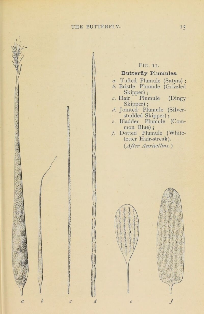 Fig. 11. Butterfly Plumules. a. Tufted Plumule (Satyrs) ; b. Bristle Plumule (Grizzled Skipper) ; c. Hair Plumule (Dingy Skipper) ; d. Jointed Plumule (Silver- studded Skipper) ; e. Bladder Plumule (Com- mon Blue) ; f. Dotted Plumule (White- letter Hair-streak). {After Aiiriviltius.)