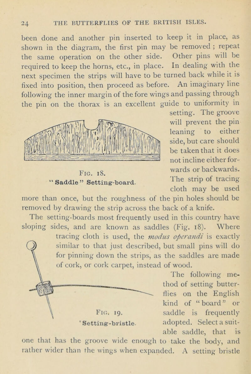 been done and another pin inserted to keep it in place, as shown in the diagram, the first pin may be removed ; repeat the same operation on the other side. Other pins will be required to keep the horns, etc., in place. In dealing with the next specimen the strips will have to be turned back while it is fixed into position, then proceed as before. An imaginary line following the inner margin of the fore wings and passing through the pin on the thorax is an excellent guide to uniformity in setting. The groove will prevent the pin leaning to either side, but care should be taken that it does not incline either for- -n. o wards or backwards, rIG. Io. “ Saddle ” Setting-board. 1 he stnP oi tracing cloth may be used more than once, but the roughness of the pin holes should be removed by drawing the strip across the back of a knife. The setting-boards most frequently used in this country have sloping sides, and are known as saddles (Fig. 18). Where tracing cloth is used, the modus operandi is exactly ( J) similar to that just described, but small pins will do v, for pinning down the strips, as the saddles are made v, of cork, or cork carpet, instead of wood. The following me- thod of setting butter- flies on the English kind of “board” or \ Fig. 19. saddle is frequently ' Setting-bristle- adopted. Select a suit- able saddle, that is one that has the groove wide enough to take the body, and rather wider than the wings when expanded. A setting bristle