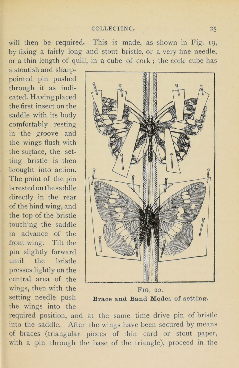 will then be required. This is made, as shown in Fig. 19, by fixing a fairly long and stout bristle, or a very fine needle, or a thin length of quill, in a cube of cork : the cork cube has a stoutish and sharp- pointed pin pushed through it as indi- cated. Having placed the first insect on the saddle with its body comfortably resting in the groove and the wings flush with the surface, the set- ting bristle is then brought into action. The point of the pin is rested on the saddle directly in the rear of the hind wing, and the top of the bristle touching the saddle in advance of the front wing. Tilt the pin slightly forward until the bristle presses lightly on the central area of the wings, then with the setting needle push the wings into the required position, and at the same time drive pin of bristle into the saddle. After the wings have been secured by means of braces (triangular pieces of thin card or stout paper, with a pin through the base of the triangle), proceed in the Fig, 20. Brace and Band Modes of setting-.