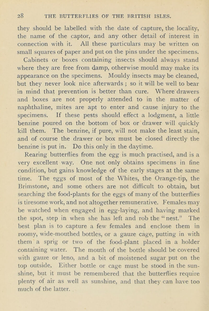 they should be labelled with the date of capture, the locality, the name of the captor, and any other detail of interest in connection with it. All these particulars may be written on small squares of paper and put on the pins under the specimens. Cabinets or boxes containing insects should always stand where they are free from damp, otherwise mould may make its appearance on the specimens. Mouldy insects may be cleaned, but they never look nice afterwards ; so it will be well to bear in mind that prevention is better than cure. Where drawers and boxes are not properly attended to in the matter of naphthaline, mites are apt to enter and cause injury to the specimens. If these pests should effect a lodgment, a little benzine poured on the bottom of box or drawer will quickly kill them. The benzine, if pure, will not make the least stain, and of course the drawer or box must be closed directly the benzine is put in. Do this only in the daytime. Rearing butterflies from the egg is much practised, and is a very excellent way. One not only obtains specimens in fine condition, but gains knowledge of the early stages at the same time. The eggs of most of the Whites, the Orange-tip, the Brimstone, and some others are not difficult to obtain, but searching the food-plants for the eggs of many of the butterflies is tiresome work, and not altogether remunerative. Females may be watched when engaged in egg-laying, and having marked the spot, step in when she has left and rob the “nest.’’ The best plan is to capture a few females and enclose them in roomy, wide-mouthed bottles, or a gauze cage, putting in with them a sprig or two of the food-plant placed in a holder containing water. The mouth of the bottle should be covered with gauze or leno, and a bit of moistened sugar put on the top outside. Either bottle or cage must be stood in the sun- shine, but it must be remembered that the butterflies require plenty of air as well as sunshine, and that they can have too much of the latter.