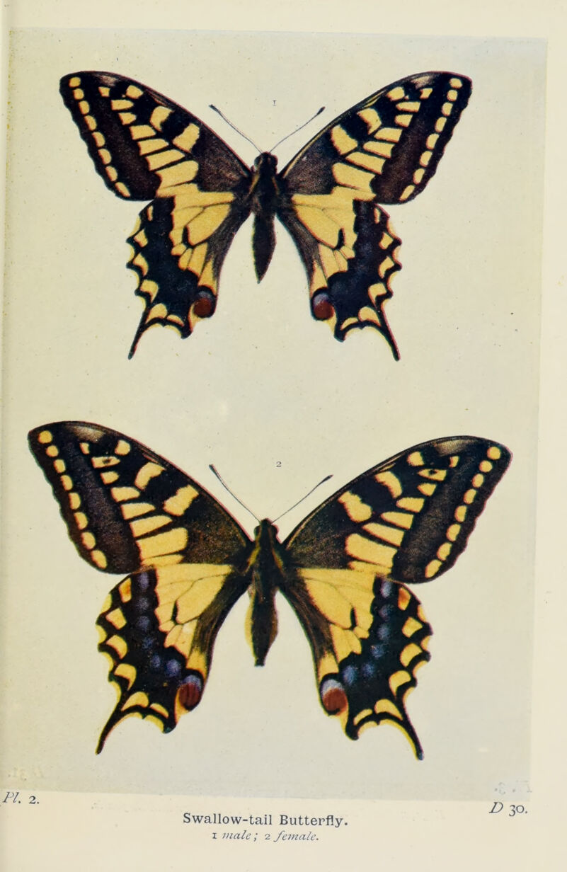 Swallow-tail Butterfly. i male; 2 female.