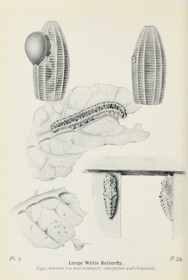 Large White Butterfly. Eggs-, natural size and enlarged; caterpillar and chrysalids.