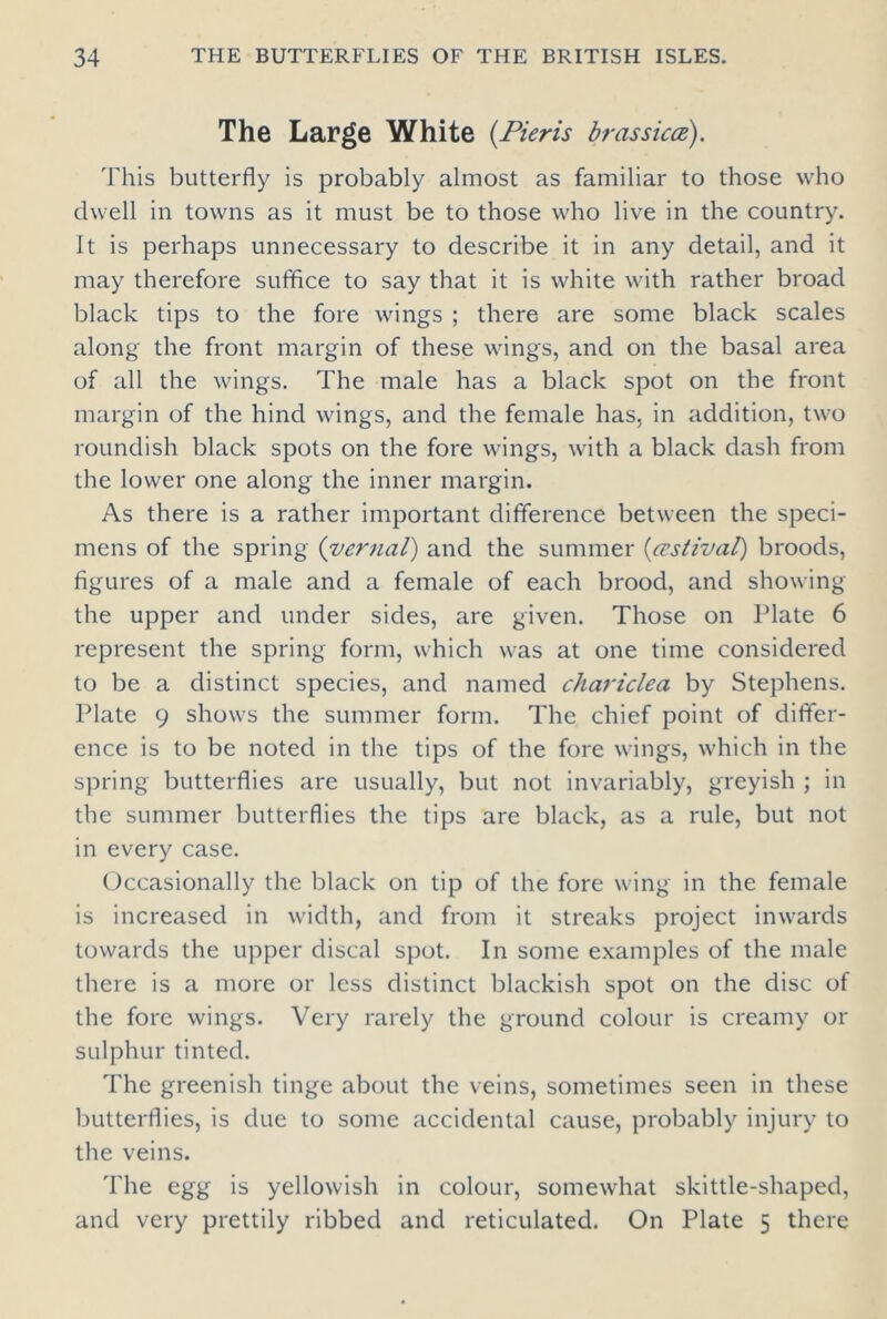 The Large White (Pieris brassicce). This butterfly is probably almost as familiar to those who dwell in towns as it must be to those who live in the country. It is perhaps unnecessary to describe it in any detail, and it may therefore suffice to say that it is white with rather broad black tips to the fore wings ; there are some black scales along the front margin of these wings, and on the basal area of all the wings. The male has a black spot on the front margin of the hind wings, and the female has, in addition, two roundish black spots on the fore wings, with a black dash from the lower one along the inner margin. As there is a rather important difference between the speci- mens of the spring (vernal) and the summer {(Estival) broods, figures of a male and a female of each brood, and showing the upper and under sides, are given. Those on Plate 6 represent the spring form, which was at one time considered to be a distinct species, and named chariclea by Stephens. Plate 9 shows the summer form. The chief point of differ- ence is to be noted in the tips of the fore wings, which in the spring butterflies are usually, but not invariably, greyish ; in the summer butterflies the tips are black, as a rule, but not in every case. Occasionally the black on tip of the fore wing in the female is increased in width, and from it streaks project inwards towards the upper discal spot. In some examples of the male there is a more or less distinct blackish spot on the disc of the fore wings. Very rarely the ground colour is creamy or sulphur tinted. The greenish tinge about the veins, sometimes seen in these butterflies, is due to some accidental cause, probably injury to the veins. The egg is yellowish in colour, somewhat skittle-shaped,