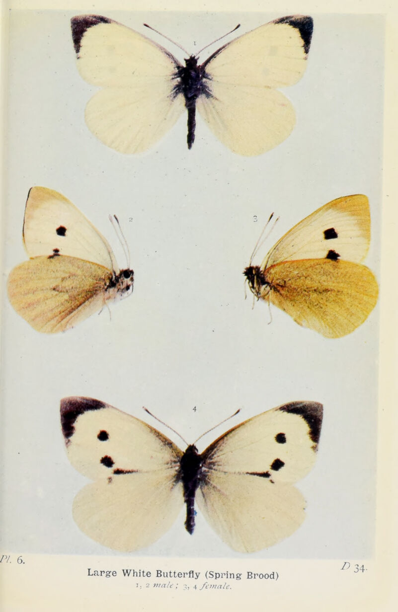 Large White Butterfly (Spring Brood) i. 2 malt ; 3, 4 ft wale. 6. 34-