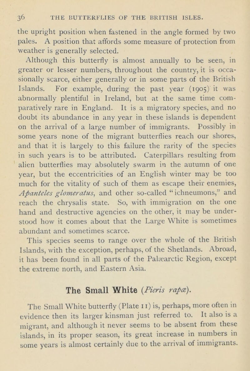 the upright position when fastened in the angle formed by two pales. A position that affords some measure of protection from weather is generally selected. Although this butterfly is almost annually to be seen, in greater or lesser numbers, throughout the country, it is occa- sionally scarce, either generally or in some parts of the British Islands. For example, during the past year (1905) it was abnormally plentiful in Ireland, but at the same time com- paratively rare in England. It is a migratory species, and no doubt its abundance in any year in these islands is dependent on the arrival of a large number of immigrants. Possibly in some years none of the migrant butterflies reach our shores, and that it is largely to this failure the rarity of the species in such years is to be attributed. Caterpillars resulting from alien butterflies may absolutely swarm in the autumn of one year, but the eccentricities of an English winter may be too much for the vitality of such of them as escape their enemies, Apanteles glomeratus, and other so-called “ ichneumons,” and reach the chrysalis state. So, with immigration on the one hand and destructive agencies on the other, it may be under- stood how it comes about that the Large White is sometimes abundant and sometimes scarce. This species seems to range over the whole of the British Islands, with the exception, perhaps, of the Shetlands. Abroad, it has been found in all parts of the Pahearctic Region, except the extreme north, and Eastern Asia. The Small White (Pieris rapce). The Small White butterfly (Plate 11) is, perhaps, more often in evidence then its larger kinsman just referred to. It also is a migrant, and although it never seems to be absent from these islands, in its proper season, its great increase in numbers in some years is almost certainly due to the arrival of immigrants.