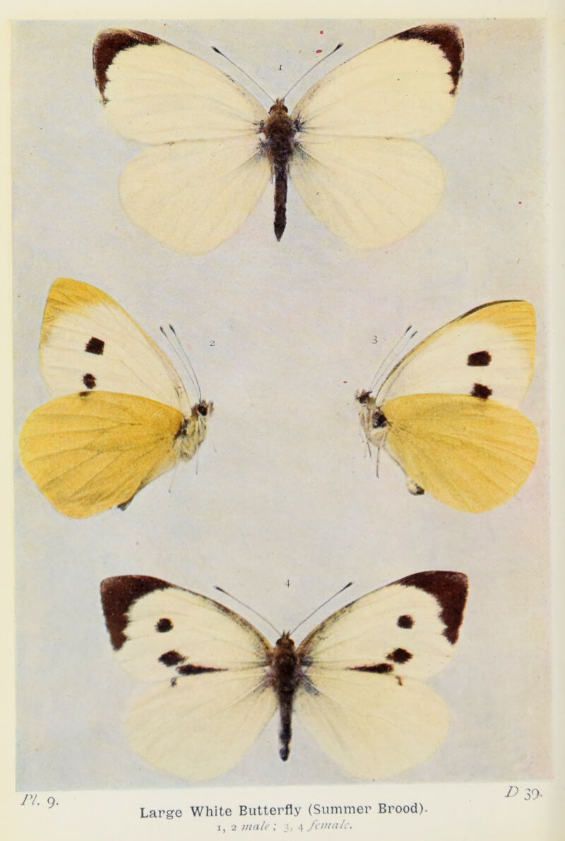 Large White Butterfly (Summer Brood).