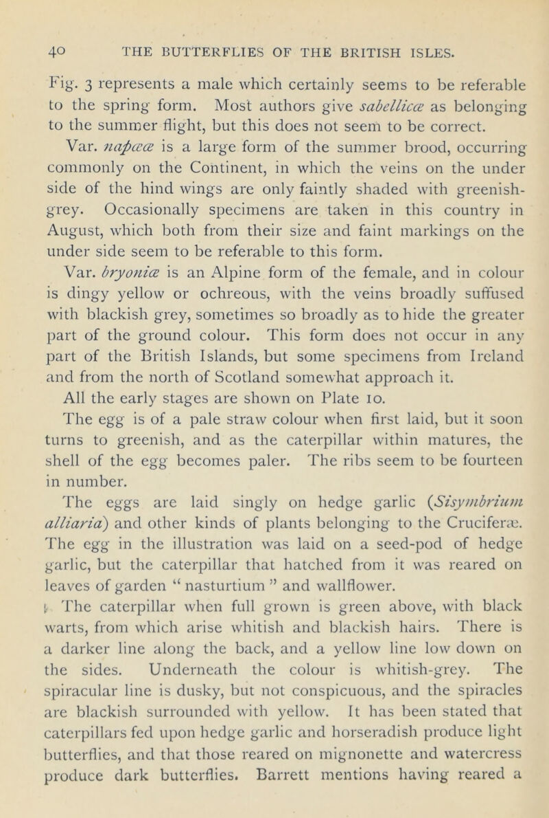 Fig. 3 represents a male which certainly seems to be referable to the spring form. Most authors give sabcllicce as belonging to the summer flight, but this does not seem to be correct. Var. napccce is a large form of the summer brood, occurring commonly on the Continent, in which the veins on the under side of the hind wings are only faintly shaded with greenish- grey. Occasionally specimens are taken in this country in August, which both from their size and faint markings on the under side seem to be referable to this form. Var. bryonice is an Alpine form of the female, and in colour is dingy yellow or ochreous, with the veins broadly suffused with blackish grey, sometimes so broadly as to hide the greater part of the ground colour. This form does not occur in any part of the British Islands, but some specimens from Ireland and from the north of Scotland somewhat approach it. All the early stages are shown on Plate io. The egg is of a pale straw colour when first laid, but it soon turns to greenish, and as the caterpillar within matures, the shell of the egg becomes paler. The ribs seem to be fourteen in number. The eggs are laid singly on hedge garlic (Sisymbrium alliaria) and other kinds of plants belonging to the Cruciferae. The egg in the illustration was laid on a seed-pod of hedge garlic, but the caterpillar that hatched from it was reared on leaves of garden “ nasturtium ” and wallflower, t The caterpillar when full grown is green above, with black warts, from which arise whitish and blackish hairs. There is a darker line along the back, and a yellow line low down on the sides. Underneath the colour is whitish-grey. The spiracular line is dusky, but not conspicuous, and the spiracles are blackish surrounded with yellow. It has been stated that caterpillars fed upon hedge garlic and horseradish produce light butterflies, and that those reared on mignonette and watercress produce dark butterflies. Barrett mentions having reared a
