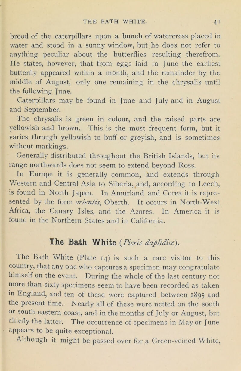bvoocl of the caterpillars upon a bunch of watercress placed in water and stood in a sunny window, but he does not refer to anything peculiar about the butterflies resulting therefrom. He states, however, that from eggs laid in June the earliest butterfly appeared within a month, and the remainder by the middle of August, only one remaining in the chrysalis until the following June. Caterpillars may be found in June and July and in August and September. The chrysalis is green in colour, and the raised parts are yellowish and brown. This is the most frequent form, but it varies through yellowish to buff or greyish, and is sometimes without markings. Generally distributed throughout the British Islands, but its range northwards does not seem to extend beyond Ross. In Europe it is generally common, and extends through Western and Central Asia to Siberia, and, according to Leech, is found in North Japan. In Amurland and Corea it is repre- sented by the form orientis, Oberth. It occurs in North-West Africa, the Canary Isles, and the Azores. In America it is found in the Northern States and in California. The Bath White {Pieris daplidice). The Bath White (Plate 14) is such a rare visitor to this country, that any one who captures a specimen may congratulate himself on the event. During the whole of the last century not more than sixty specimens seem to have been recorded as taken in England, and ten of these were captured between 1895 and the present time. Nearly all of these were netted on the south or south-eastern coast, and in the months of July or August, but chiefly the latter. The occurrence of specimens in Mayor June appears to be quite exceptional. Although it might be passed over for a Green-veined White,