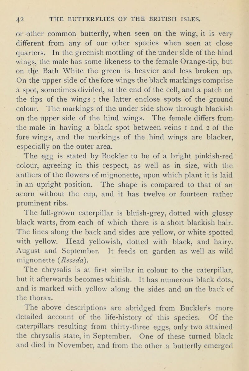 or other common butterfly, when seen on the wing, it is very different from any of our other species when seen at close quarters. In the greenish mottling of the under side of the hind wings, the male has some likeness to the female Orange-tip, but on the Bath White the green is heavier and less broken up. On the upper side of the fore wings the black markings comprise a spot, sometimes divided, at the end of the cell, and a patch on the tips of the wings ; the latter enclose spots of the ground colour. The markings of the under side show through blackish on the upper side of the hind wings. The female differs from the male in having a black spot between veins i and 2 of the fore wings, and the markings of the hind wings are blacker, especially on the outer area. The egg is stated by Buckler to be of a bright pinkish-red colour, agreeing in this respect, as well as in size, with the anthers of the flowers of mignonette, upon which plant it is laid in an upright position. The shape is compared to that of an acorn without the cup, and it has twelve or fourteen rather prominent ribs. The full-grown caterpillar is bluish-grey, dotted with glossy black warts, from each of which there is a short blackish hair. The lines along the back and sides are yellow, or white spotted with yellow. Head yellowish, dotted with black, and hairy. August and September. It feeds on garden as well as wild mignonette {Reseda). The chrysalis is at first similar in colour to the caterpillar, but it afterwards becomes whitish. It has numerous black dots, and is marked with yellow along the sides and on the back of the thorax. The above descriptions are abridged from Buckler’s more detailed account of the life-history of this species. Of the caterpillars resulting from thirty-three eggs, only two attained the chrysalis state, in September. One of these turned black and died in November, and from the other a butterfly emerged
