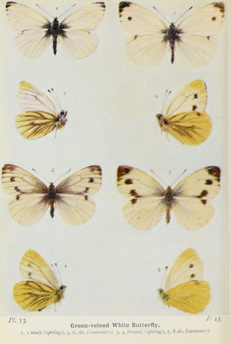 Green-veined White Butterfly. i, 2 male (spring), 5, 6, do. (summer); 3, 4 female (spring), 7, 8 do. (summer).