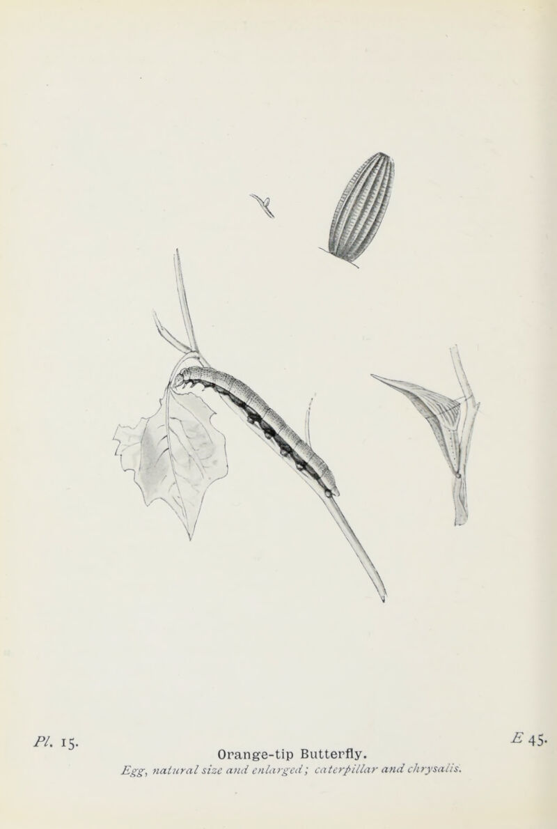 PL 15. E 45- Orange-tip Butterfly. Egg, natural size and enlarged; caterpillar and chrysalis.