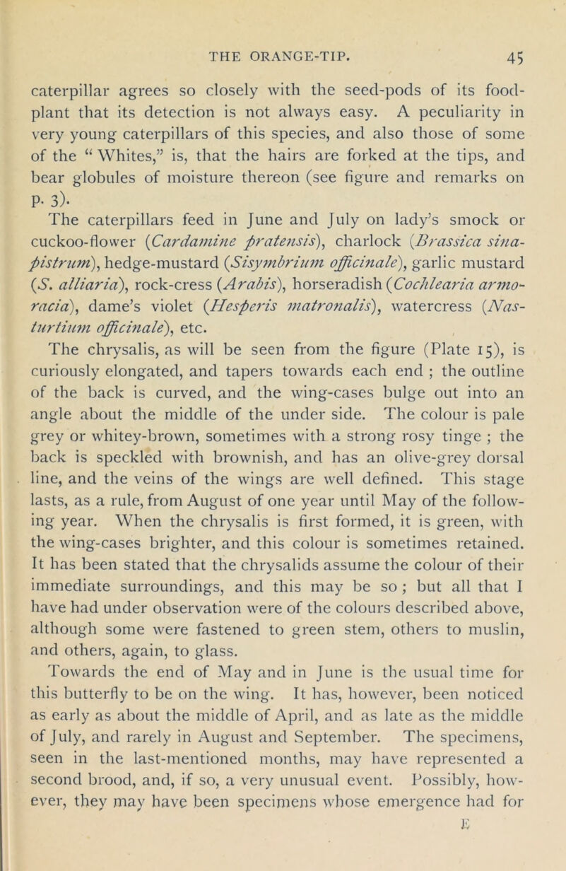 caterpillar agrees so closely with the seed-pods of its food- plant that its detection is not always easy. A peculiarity in very young caterpillars of this species, and also those of some of the “ Whites,” is, that the hairs are forked at the tips, and bear globules of moisture thereon (see figure and remarks on P- 3). The caterpillars feed in June and July on lady’s smock or cuckoo-flower (Cardamine pratensis), charlock {Bras sic a sina- pistrum), hedge-mustard (Sisymbrium officinale), garlic mustard (S. alliaria), rock-cress (Arab's), horseradish (Cochlearia armo- racia), dame’s violet (Hesperis matronalis), watercress (Nas- turtium officinale), etc. The chrysalis, as will be seen from the figure (Plate 15), is curiously elongated, and tapers towards each end ; the outline of the back is curved, and the wing-cases bulge out into an angle about the middle of the under side. The colour is pale grey or whitey-brown, sometimes with a strong rosy tinge ; the back is speckled with brownish, and has an olive-grey dorsal line, and the veins of the wings are well defined. This stage lasts, as a rule, from August of one year until May of the follow- ing year. When the chrysalis is first formed, it is green, with the wing-cases brighter, and this colour is sometimes retained. It has been stated that the chrysalids assume the colour of their immediate surroundings, and this may be so ; but all that I have had under observation were of the colours described above, although some were fastened to green stem, others to muslin, and others, again, to glass. Towards the end of May and in June is the usual time for this butterfly to be on the wing. It has, however, been noticed as early as about the middle of April, and as late as the middle of July, and rarely in August and September. The specimens, seen in the last-mentioned months, may have represented a second brood, and, if so, a very unusual event. Possibly, how- ever, they may have been specimens whose emergence had for E