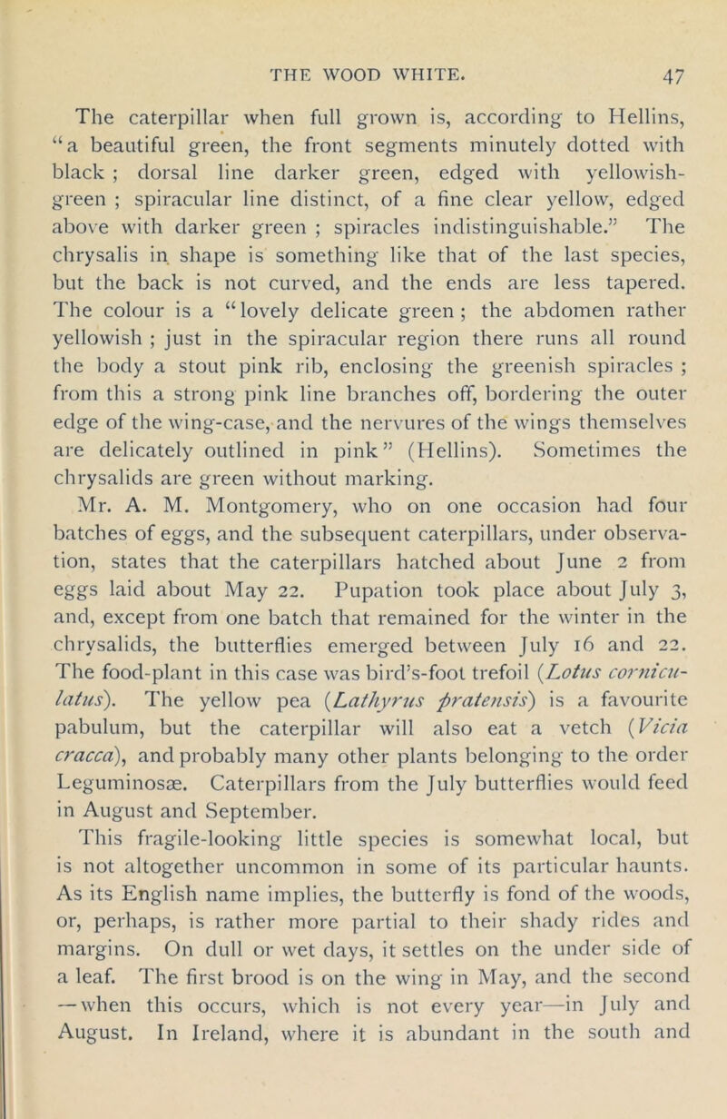 The caterpillar when full grown is, according to Hellins, “a beautiful green, the front segments minutely dotted with black ; dorsal line darker green, edged with yellowish- green ; spiracular line distinct, of a fine clear yellow, edged above with darker green ; spiracles indistinguishable.” The chrysalis in shape is something like that of the last species, but the back is not curved, and the ends are less tapered. The colour is a “lovely delicate green; the abdomen rather yellowish ; just in the spiracular region there runs all round the body a stout pink rib, enclosing the greenish spiracles ; from this a strong pink line branches off, bordering the outer edge of the wing-case, and the nervures of the wings themselves are delicately outlined in pink” (Hellins). Sometimes the chrysalids are green without marking. Mr. A. M. Montgomery, who on one occasion had four batches of eggs, and the subsequent caterpillars, under observa- tion, states that the caterpillars hatched about June 2 from eggs laid about May 22. Pupation took place about July 3, and, except from one batch that remained for the winter in the chrysalids, the butterflies emerged between July 16 and 22. The food-plant in this case was bird’s-foot trefoil (Lotus cornicu- latus). The yellow pea (Lathyrus pratensis) is a favourite pabulum, but the caterpillar will also eat a vetch {Vicia cracca), and probably many other plants belonging to the order Leguminosm. Caterpillars from the July butterflies would feed in August and September. This fragile-looking little species is somewhat local, but is not altogether uncommon in some of its particular haunts. As its English name implies, the butterfly is fond of the woods, or, perhaps, is rather more partial to their shady rides and margins. On dull or wet days, it settles on the under side of a leaf. The first brood is on the wing in May, and the second — when this occurs, which is not every year—in July and August. In Ireland, where it is abundant in the south and