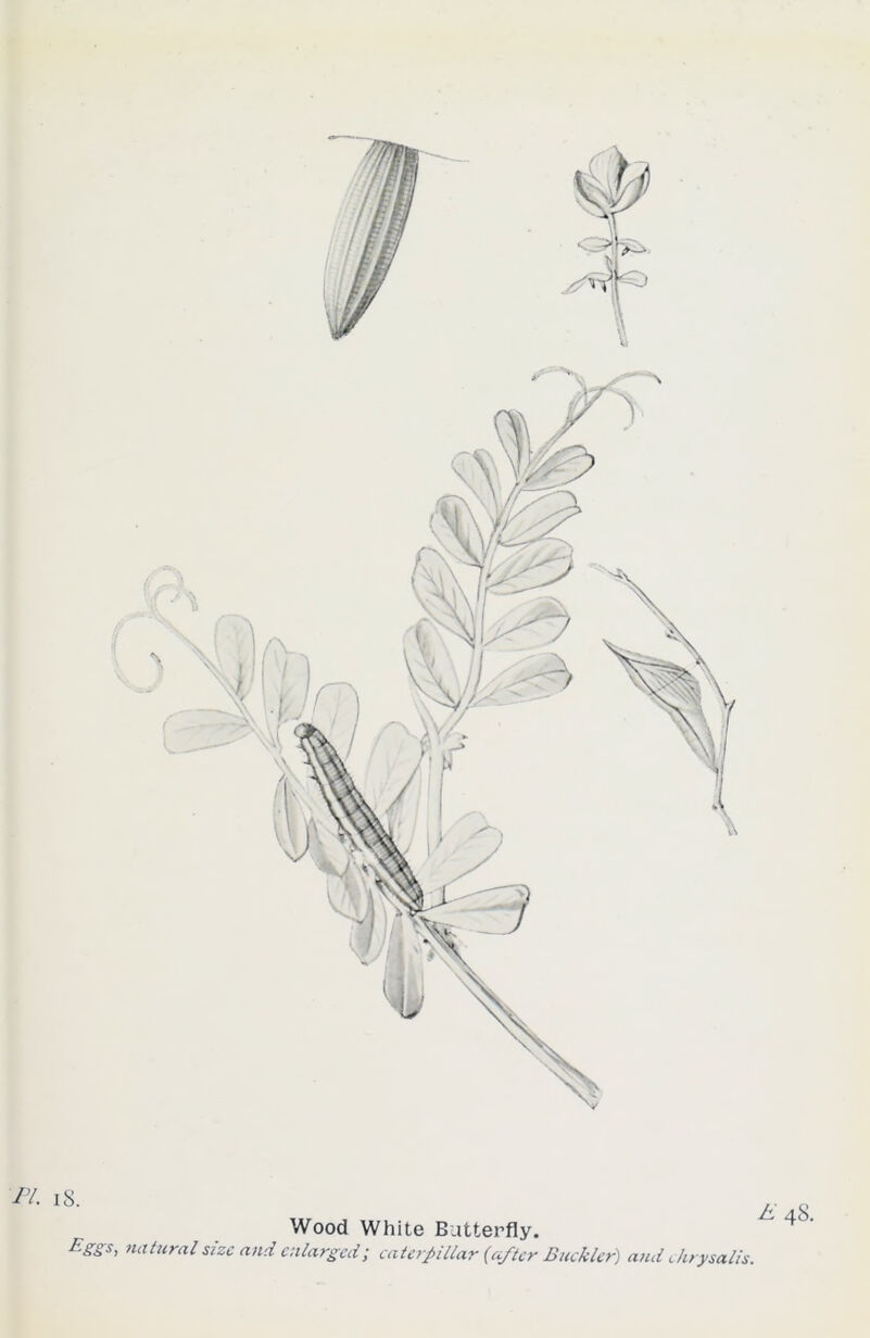 F-ggs, natural size and enlarged; caterpillar (after Buckler) and chrysalis.