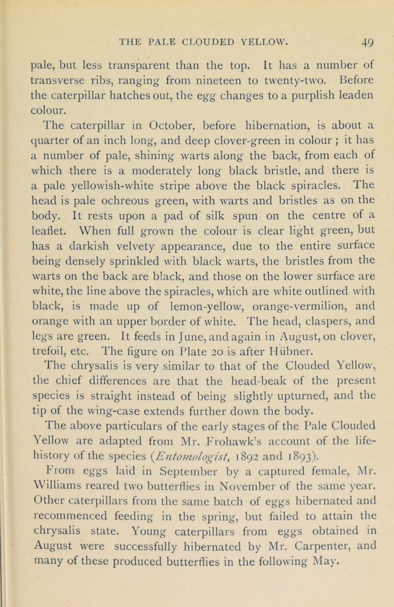 pale, but less transparent than the top. It has a number of transverse ribs, ranging from nineteen to twenty-two. Before the caterpillar hatches out, the egg changes to a purplish leaden colour. The caterpillar in October, before hibernation, is about a quarter of an inch long, and deep clover-green in colour ; it has a number of pale, shining warts along the back, from each of which there is a moderately long black bristle, and there is a pale yellowish-white stripe above the black spiracles. The head is pale ochreous green, with warts and bristles as on the body. It rests upon a pad of silk spun on the centre of a leaflet. When full grown the colour is clear light green, but has a darkish velvety appearance, due to the entire surface being densely sprinkled with black warts, the bristles from the warts on the back are black, and those on the lower surface are white, the line above the spiracles, which are white outlined with black, is made up of lemon-yellow, orange-vermilion, and orange with an upper border of white. The head, claspers, and legs are green. It feeds in June, and again in August, on clover, trefoil, etc. The figure on Plate 20 is after Hiibner. The chrysalis is very similar to that of the Clouded Yellow, the chief differences are that the head-beak of the present species is straight instead of being slightly upturned, and the tip of the wing-case extends further down the body. The above particulars of the early stages of the Pale Clouded Yellow are adapted from Mr. Frohawk’s account of the life- history of the species (.Entomologist, 1892 and 1893). From eggs laid in September by a captured female, Mr. Williams reared two butterflies in November of the same year. Other caterpillars from the same batch of eggs hibernated and recommenced feeding in the spring, but failed to attain the chrysalis state. Young caterpillars from eggs obtained in August were successfully hibernated by Mr. Carpenter, and many of these produced butterflies in the following May.