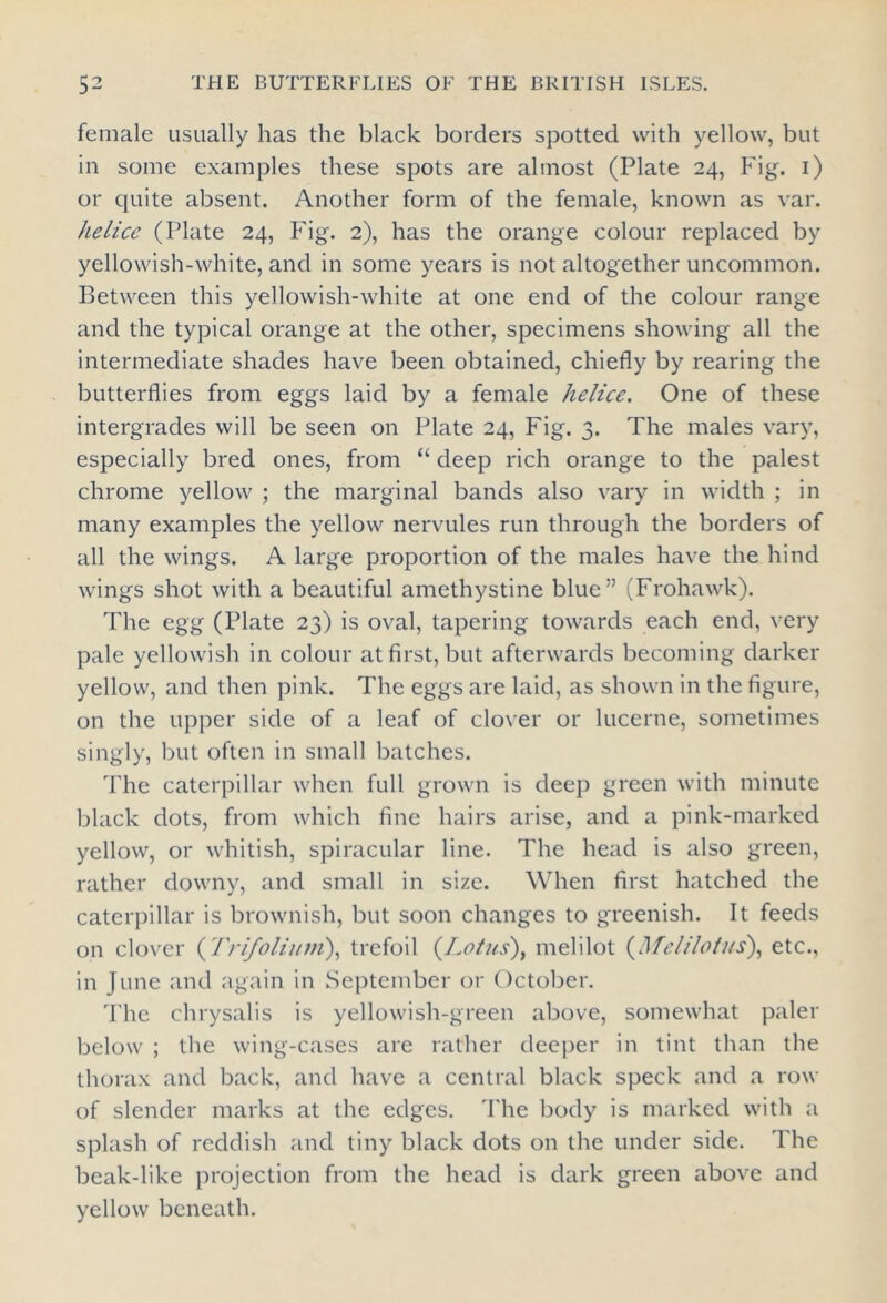 female usually has the black borders spotted with yellow, but in some examples these spots are almost (Plate 24, Fig. 1) or quite absent. Another form of the female, known as var. Jielice (Plate 24, Fig. 2), has the orange colour replaced by yellowish-white, and in some years is not altogether uncommon. Between this yellowish-white at one end of the colour range and the typical orange at the other, specimens showing all the intermediate shades have been obtained, chiefly by rearing the butterflies from eggs laid by a female helice. One of these intergrades will be seen on Plate 24, Fig. 3. The males vary, especially bred ones, from “ deep rich orange to the palest chrome yellow ; the marginal bands also vary in width ; in many examples the yellow nervules run through the borders of all the wings. A large proportion of the males have the hind wings shot with a beautiful amethystine blue” (Frohawk). The egg (Plate 23) is oval, tapering towards each end, very pale yellowish in colour at first, but afterwards becoming darker yellow, and then pink. The eggs are laid, as shown in the figure, on the upper side of a leaf of clover or lucerne, sometimes singly, but often in small batches. The caterpillar when full grown is deep green with minute black dots, from which fine hairs arise, and a pink-marked yellow, or whitish, spiracular line. The head is also green, rather downy, and small in size. When first hatched the caterpillar is brownish, but soon changes to greenish. It feeds on clover (Trifoliitm), trefoil (Lotus), melilot (Melilotus), etc., in June and again in September or October. The chrysalis is yellowish-green above, somewhat paler below ; the wing-cases are rather deeper in tint than the thorax and back, and have a central black speck and a row of slender marks at the edges. The body is marked with a splash of reddish and tiny black dots on the under side. The beak-like projection from the head is dark green above and yellow beneath.