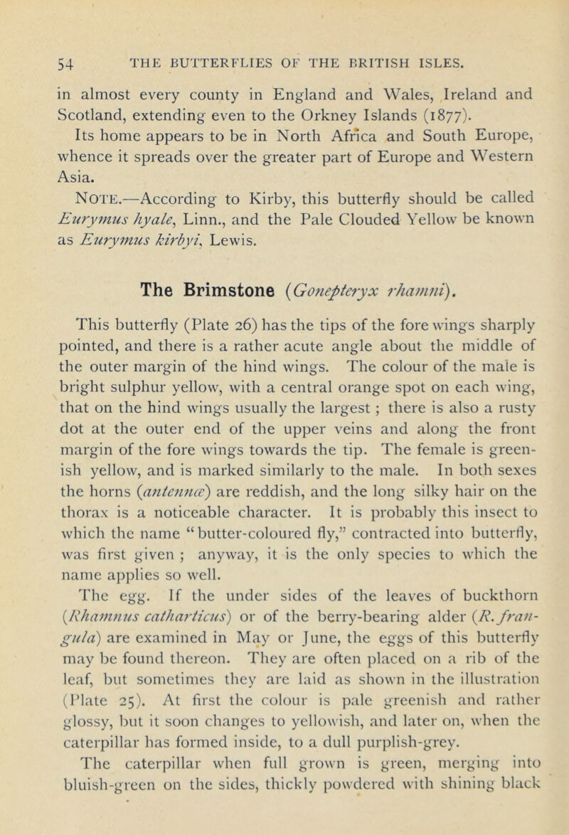 in almost every county in England and Wales, Ireland and Scotland, extending even to the Orkney Islands (1877). Its home appears to be in North Africa and South Europe, whence it spreads over the greater part of Europe and Western Asia. Note.—According to Kirby, this butterfly should be called Eurymus hyale, Linn., and the Pale Clouded Yellow be known as Eurymus kirbyi, Lewis. The Brimstone (Goneptcryx rhamni). This butterfly (Plate 26) has the tips of the fore wings sharply pointed, and there is a rather acute angle about the middle of the outer margin of the hind wings. The colour of the male is bright sulphur yellow, with a central orange spot on each wing, that on the hind wings usually the largest ; there is also a rusty dot at the outer end of the upper veins and along the from margin of the fore wings towards the tip. The female is green- ish yellow, and is marked similarly to the male. In both sexes the horns (antennce) are reddish, and the long silky hair on the thorax is a noticeable character. It is probably this insect to which the name “butter-coloured fly,” contracted into butterfly, was first given ; anyway, it is the only species to which the name applies so well. The egg. If the under sides of the leaves of buckthorn (.Rhamnus catharticus) or of the berry-bearing alder (R. frail- gula) are examined in May or June, the eggs of this butterfly may be found thereon. They are often placed on a rib of the leaf, but sometimes they are laid as shown in the illustration (Plate 25). At first the colour is pale greenish and rather glossy, but it soon changes to yellowish, and later on, when the caterpillar has formed inside, to a dull purplish-grey. The caterpillar when full grown is green, merging into bluish-green on the sides, thickly powdered with shining black