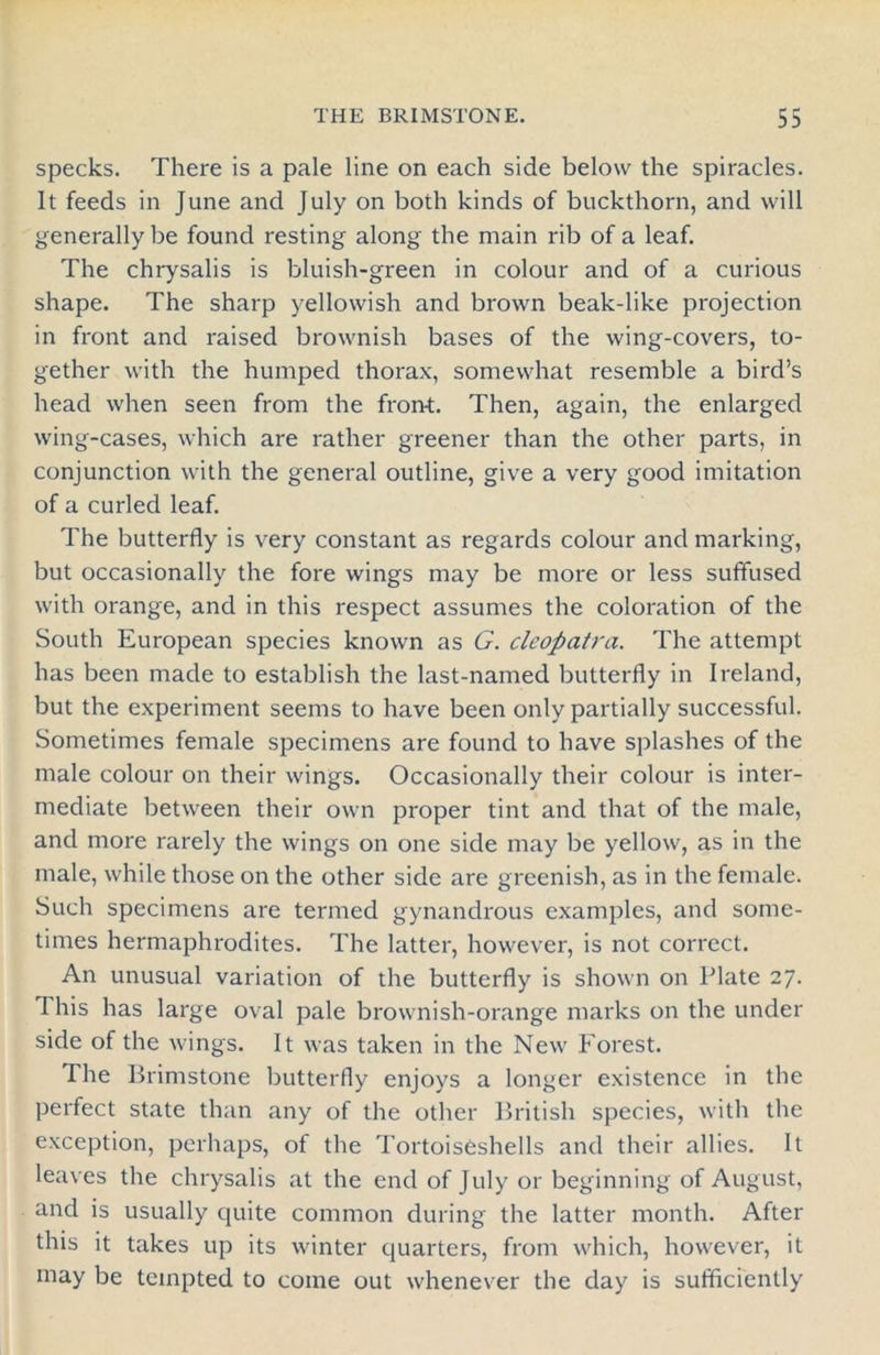 specks. There is a pale line on each side below the spiracles. It feeds in June and July on both kinds of buckthorn, and will generally be found resting along the main rib of a leaf. The chrysalis is bluish-green in colour and of a curious shape. The sharp yellowish and brown beak-like projection in front and raised brownish bases of the wing-covers, to- gether with the humped thorax, somewhat resemble a bird’s head when seen from the frorrt. Then, again, the enlarged wing-cases, which are rather greener than the other parts, in conjunction with the general outline, give a very good imitation of a curled leaf. The butterfly is very constant as regards colour and marking, but occasionally the fore wings may be more or less suffused with orange, and in this respect assumes the coloration of the South European species known as G. clcopatra. The attempt has been made to establish the last-named butterfly in Ireland, but the experiment seems to have been only partially successful. Sometimes female specimens are found to have splashes of the male colour on their wings. Occasionally their colour is inter- mediate between their own proper tint and that of the male, and more rarely the wings on one side may be yellow, as in the male, while those on the other side are greenish, as in the female. Such specimens are termed gynandrous examples, and some- times hermaphrodites. The latter, however, is not correct. An unusual variation of the butterfly is shown on Plate 27. This has large oval pale brownish-orange marks on the under side of the wings. It was taken in the New Forest. The Brimstone butterfly enjoys a longer existence in the perfect state than any of the other British species, with the exception, perhaps, of the Tortoiseshells and their allies. It leaves the chrysalis at the end of July or beginning of August, and is usually quite common during the latter month. After this it takes up its winter quarters, from which, however, it may be tempted to come out whenever the day is sufficiently