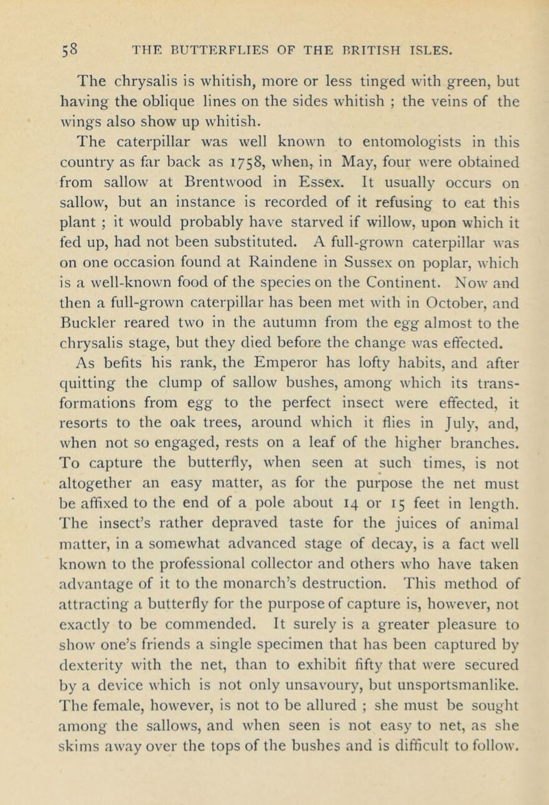 The chrysalis is whitish, more or less tinged with green, but having the oblique lines on the sides whitish ; the veins of the wings also show up whitish. The caterpillar was well known to entomologists in this country as far back as 1758, when, in May, four were obtained from sallow at Brentwood in Essex. It usually occurs on sallow, but an instance is recorded of it refusing to eat this plant ; it would probably have starved if willow, upon which it fed up, had not been substituted. A full-grown caterpillar was on one occasion found at Raindene in Sussex on poplar, which is a well-known food of the species on the Continent. Now and then a full-grown caterpillar has been met with in October, and Buckler reared two in the autumn from the egg almost to the chrysalis stage, but they died before the change was effected. As befits his rank, the Emperor has lofty habits, and after quitting the clump of sallow bushes, among which its trans- formations from egg to the perfect insect were effected, it resorts to the oak trees, around which it flies in July, and, when not so engaged, rests on a leaf of the higher branches. To capture the butterfly, when seen at such times, is not altogether an easy matter, as for the purpose the net must be affixed to the end of a pole about 14 or 15 feet in length. The insect’s rather depraved taste for the juices of animal matter, in a somewhat advanced stage of decay, is a fact well known to the professional collector and others who have taken advantage of it to the monarch’s destruction. This method of attracting a butterfly for the purpose of capture is, however, not exactly to be commended. It surely is a greater pleasure to show one’s friends a single specimen that has been captured by dexterity with the net, than to exhibit fifty that were secured by a device which is not only unsavoury, but unsportsmanlike. The female, however, is not to be allured ; she must be sought among the sallows, and when seen is not easy to net, as she skims away over the tops of the bushes and is difficult to follow.