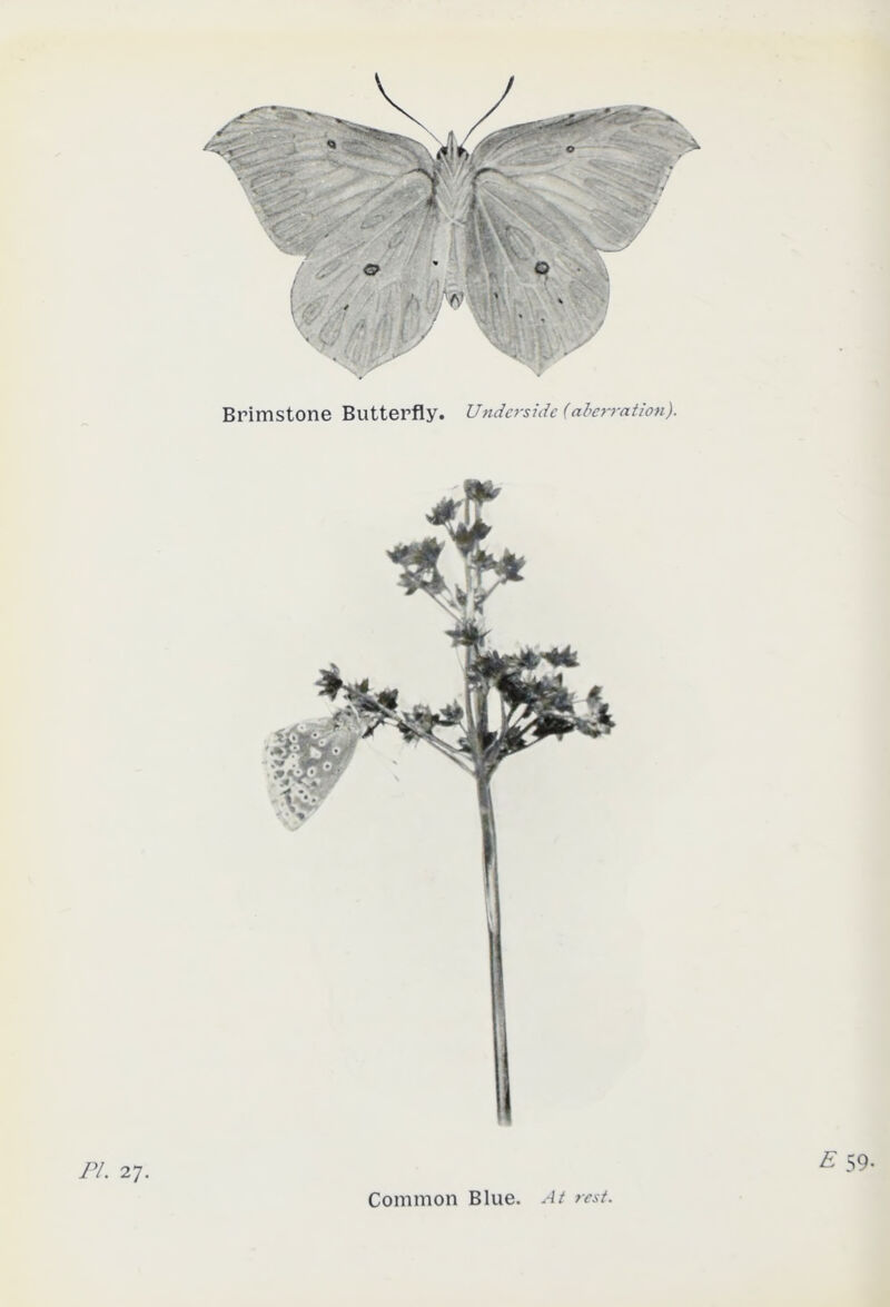 Pl. 27. Common Blue. At rest. E 59.