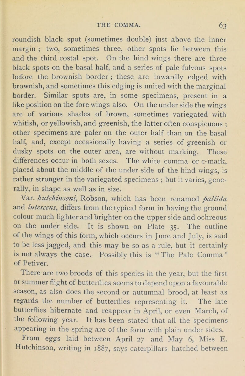 roundish black spot (sometimes double) just above the inner margin ; two, sometimes three, other spots lie between this and the third costal spot. On the hind wings there are three black spots on the basal half, and a series of pale fulvous spots before the brownish border ; these are inwardly edged with brownish, and sometimes this edging is united with the marginal border. Similar spots are, in some specimens, present in a like position on the fore wings also. On the under side the wings are of various shades of brown, sometimes variegated with whitish, or yellowish, and greenish, the latter often conspicuous ; other specimens are paler on the outer half than on the basal half, and, except occasionally having a series of greenish or dusky spots on the outer area, are without marking. These differences occur in both sexes. The white comma or c-mark, placed about the middle of the under side of the hind wings, is rather stronger in the variegated specimens ; but it varies, gene- rally, in shape as well as in size. Var. hutchinsoni, Robson, which has been renamed pallida and lutescens, differs from the typical form in having the ground colour much lighter and brighter on the upper side and ochreous on the under side. It is shown on Plate 35. The outline of the wings of this form, which occurs in June and July, is said to be less jagged, and this may be so as a rule, but it certainly is not always the case. Possibly this is “The Pale Comma” of Petiver. There are two broods of this species in the year, but the first or summer flight of butterflies seems to depend upon a favourable season, as also does the second or autumnal brood, at least as regards the number of butterflies representing it. The late butterflies hibernate and reappear in April, or even March, of the following year. It has been stated that all the specimens appearing in the spring are of the form with plain under sides. From eggs laid between April 27 and May 6, Miss E. Hutchinson, writing in 1887, says caterpillars hatched between