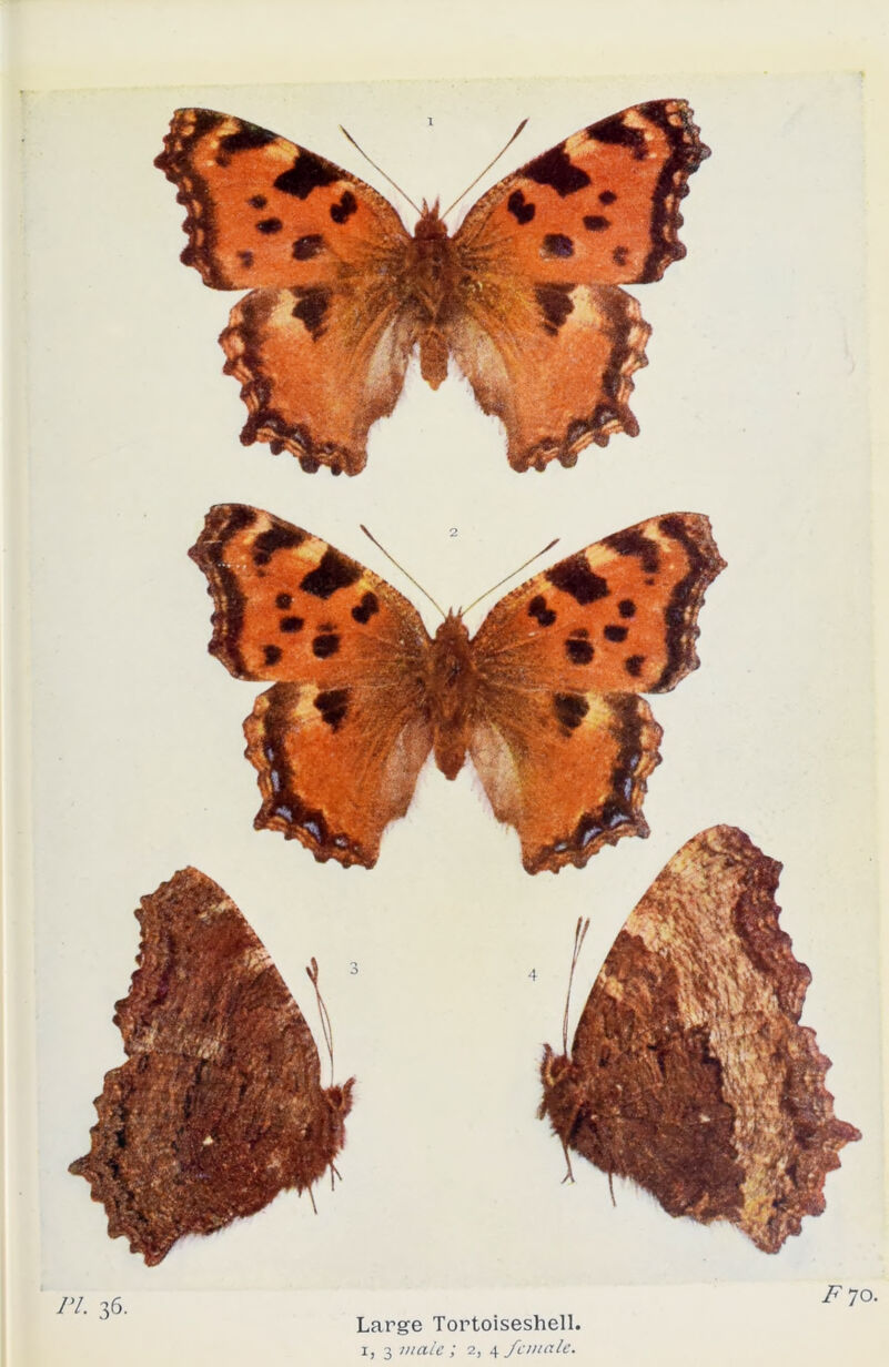 Large Tortoiseshell. F 70.