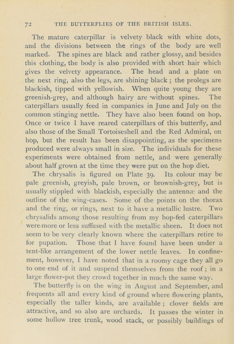 The mature caterpillar is velvety black with white dots, and the divisions between the rings of the body are well marked. The spines are black and rather glossy, and besides this clothing, the body is also provided with short hair which gives the velvety appearance. The head and a plate on the next ring, also the legs, are shining black ; the prolegs are blackish, tipped with yellowish. When quite young they are greenish-grey, and although hairy are *without spines. The caterpillars usually feed in companies in June and July on the common stinging nettle. They have also been found on hop. Once or twice I have reared caterpillars of this butterfly, and also those of the Small Tortoiseshell and the Red Admiral, on hop, but the result has been disappointing, as the specimens produced were always small in size. The individuals for these experiments were obtained from nettle, and were generally about half grown at the time they were put on the hop diet. The chrysalis is figured on Plate 39. Its colour may be pale greenish, greyish, pale brown, or brownish-grey, but is usually stippled with blackish, especially the antennae and the outline of the wing-cases. Some of the points on the thorax and the ring, or rings, next to it have a metallic lustre. Two chrysalids among those resulting from my hop-fed caterpillars were more or less suffused with the metallic sheen. It does not seem to be very clearly known where the caterpillars retire to for pupation. Those that I have found have been under a tent-like arrangement of the lower nettle leaves. In confine- ment, however, I have noted that in a roomy cage they all go to one end of it and suspend themselves from the roof ; in a large flower-pot they crowd together in much the same way. I he butterfly is on the wing in August and September, and frequents all and every kind of ground where flowering plants, especially the taller kinds, are available ; clover fields are attractive, and so also are orchards. It passes the winter in some hollow tree trunk, wood stack, or possibly buildings of