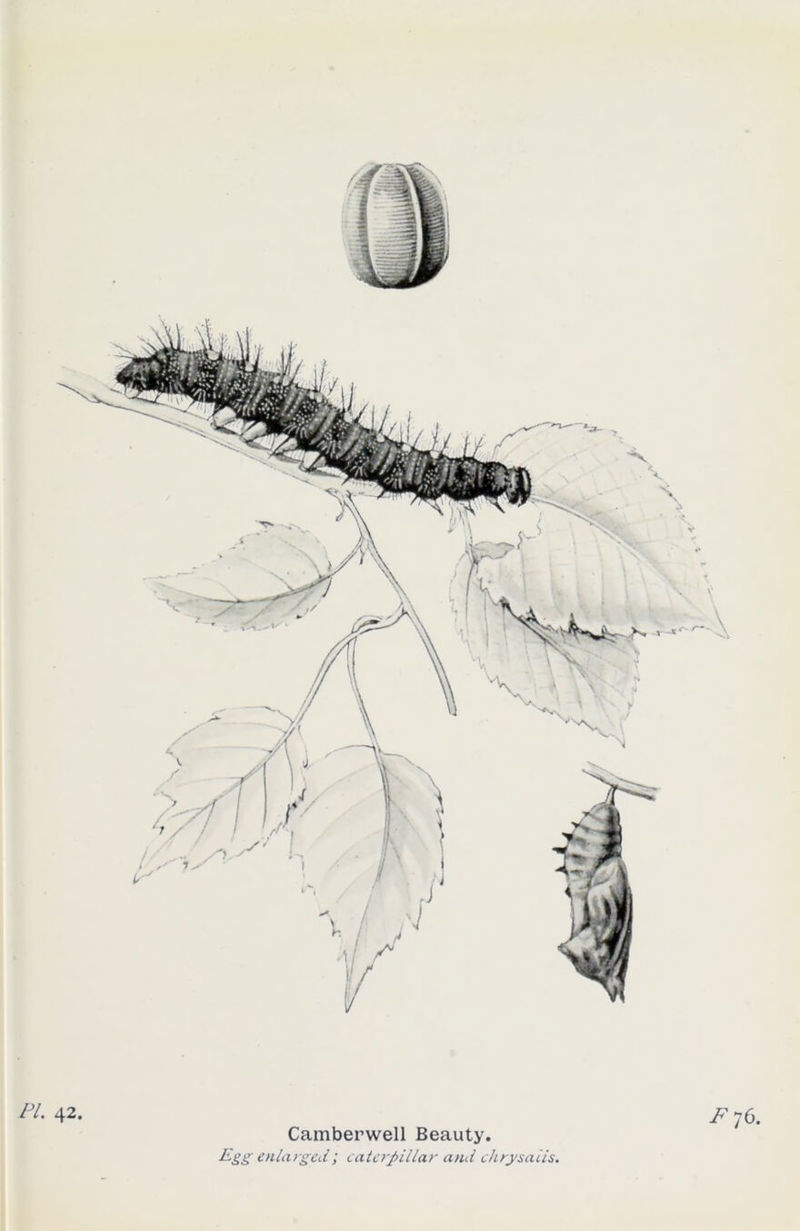 F 76. Camberwell Beauty. Egg enlarged; caterpillar and chrysalis.