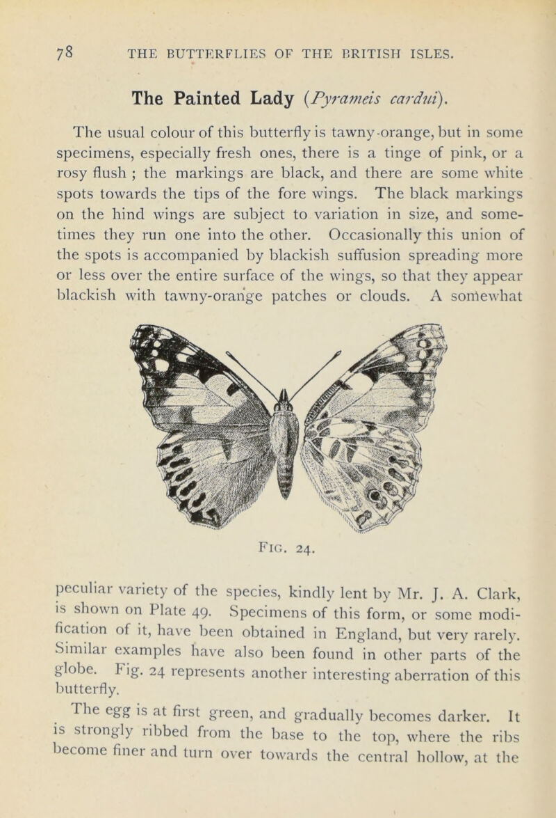 The Painted Lady (.Pyrameis cardni). The usual colour of this butterfly is tawny-orange, but in some specimens, especially fresh ones, there is a tinge of pink, or a rosy flush ; the markings are black, and there are some white spots towards the tips of the fore wings. The black markings on the hind wings are subject to variation in size, and some- times they run one into the other. Occasionally this union of the spots is accompanied by blackish suffusion spreading more or less over the entire surface of the wings, so that they appear blackish with tawny-orange patches or clouds. A sorriewhat Fig. 24. peculiar variety of the species, kindly lent by Mr. J. A. Clark, is shown on Plate 49. Specimens of this form, or some modi- fication of it, have been obtained in England, but very rarely. Similai examples have also been found in other parts of the globe. Fig. 24 represents another interesting aberration of this butterfly. The egg is at fiist green, and gradually becomes darker. It is strongly ribbed fiom the base to the top, where the ribs become finer and turn over towards the central hollow, at the