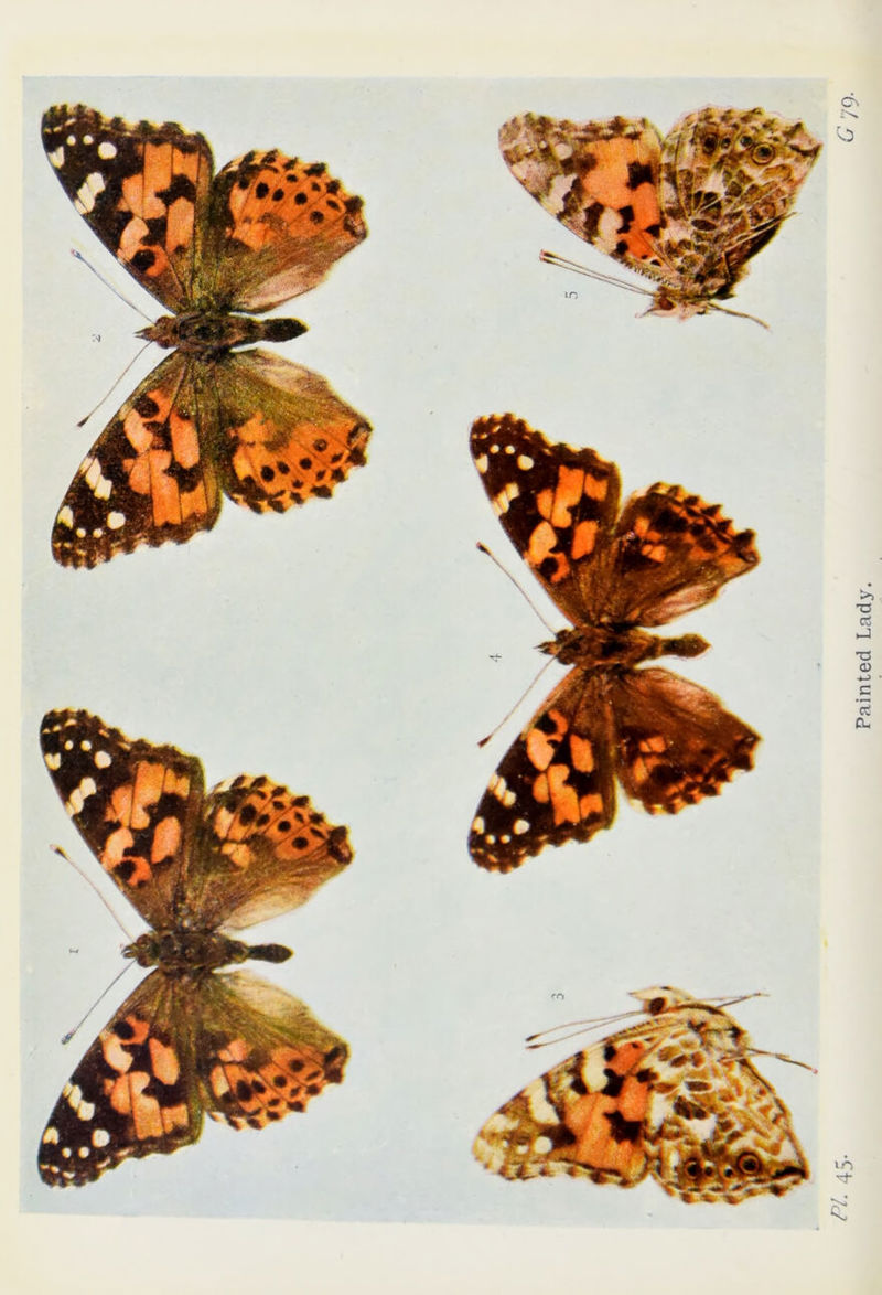 Painted Lady.