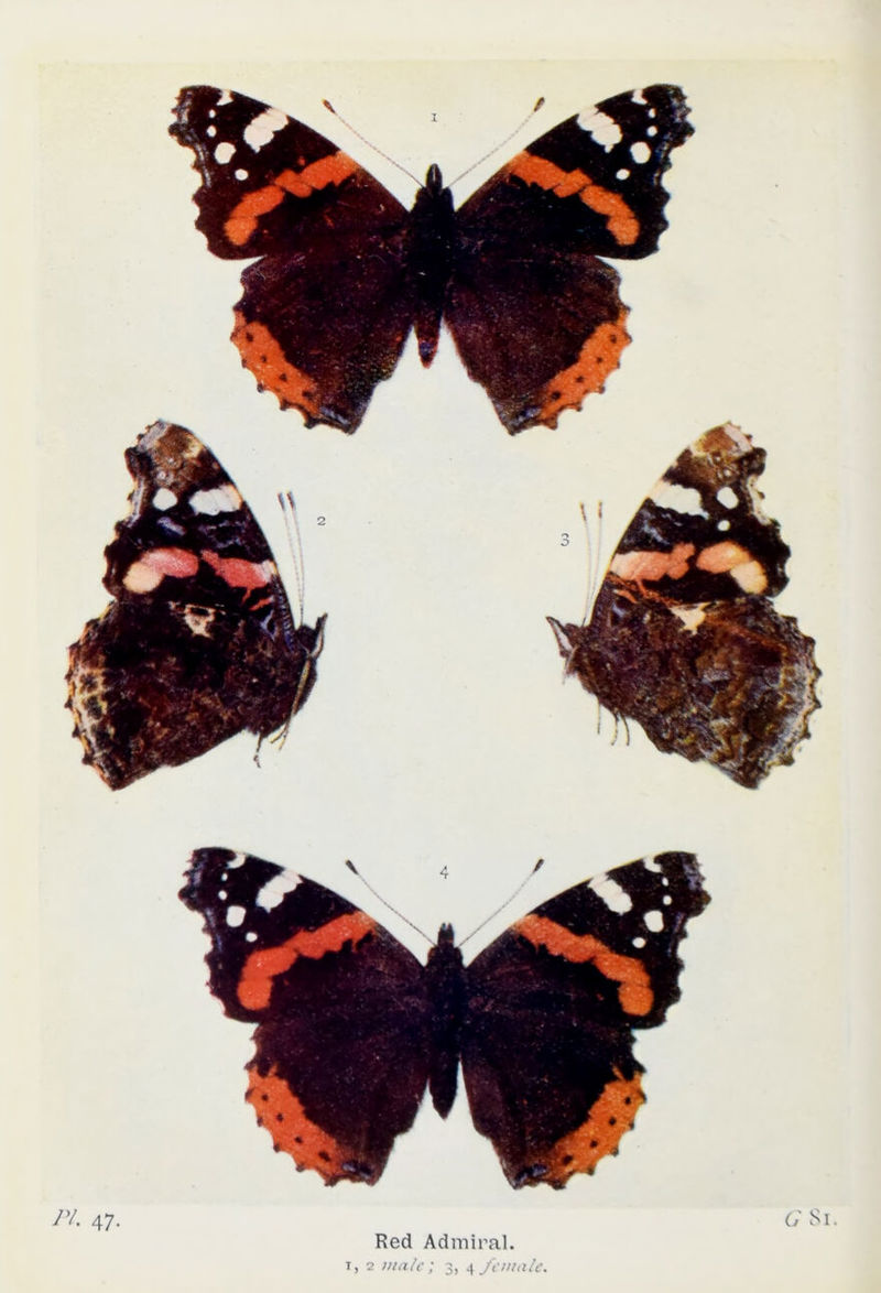 Red Admiral.