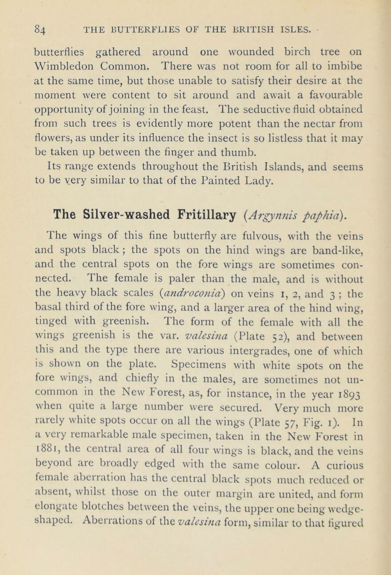 butterflies gathered around one wounded birch tree on Wimbledon Common. There was not room for all to imbibe at the same time, but those unable to satisfy their desire at the moment were content to sit around and await a favourable opportunity of joining in the feast. The seductive fluid obtained from such trees is evidently more potent than the nectar from flowers, as under its influence the insect is so listless that it may be taken up between the finger and thumb. Its range extends throughout the British Islands, and seems to be very similar to that of the Painted Lady. The Silver-washed Fritillary (Argynnis pap hid). The wings of this fine butterfly are fulvous, with the veins and spots black ; the spots on the hind wings are band-like, and the central spots on the fore wings are sometimes con- nected. The female is paler than the male, and is without the heavy black scales (androconia) on veins I, 2, and 3 ; the basal third of the fore wing, and a larger area of the hind wing, tinged with greenish. The form of the female with all the wings greenish is the var. valesina (Plate 52), and between this and the type there are various intergrades, one of which is shown on the plate. Specimens with white spots on the fore wings, and chiefly in the males, are sometimes not un- common in the New forest, as, for instance, in the year 1893 when quite a large number were secured. Very much more rarely white spots occur on all the wings (Plate 57, Fig. 1). In a very remarkable male specimen, taken in the New Forest in 1881, the central area of all four wings is black, and the veins beyond are broadly edged with the same colour. A curious female aberration has the central black spots much reduced or absent, whilst those on the outer margin are united, and form elongate blotches between the veins, the upper one being wedge- shaped. Aberrations of the valesina form, similar to that figured