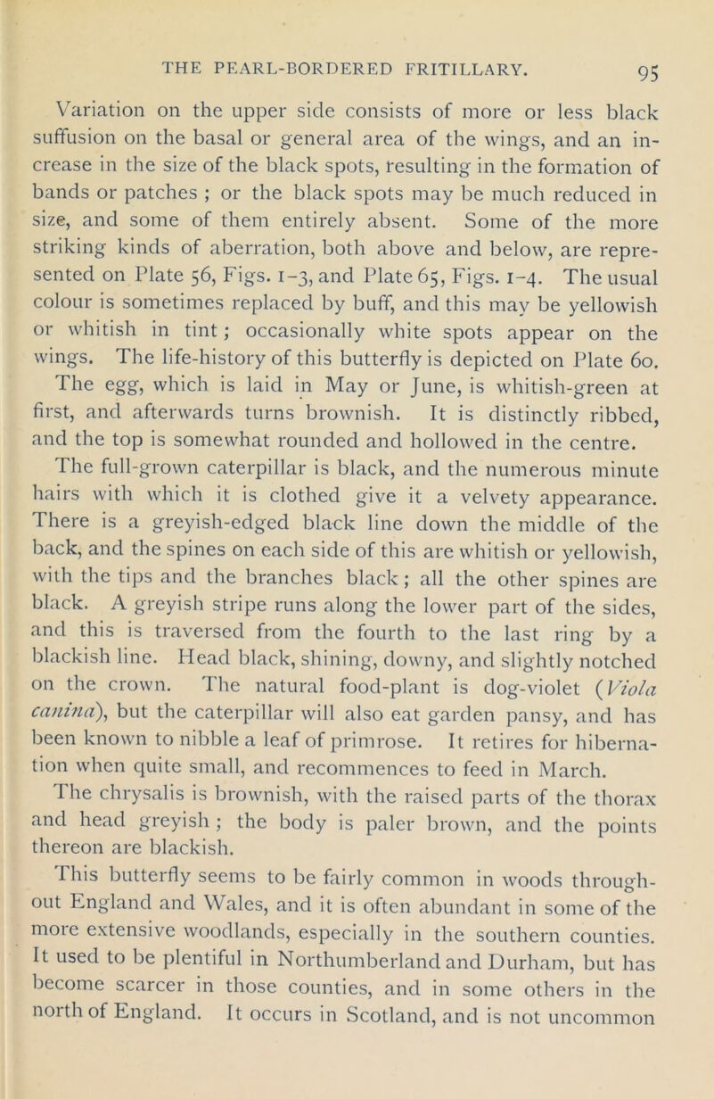 Variation on the upper side consists of more or less black suffusion on the basal or general area of the wings, and an in- crease in the size of the black spots, resulting in the formation of bands or patches ; or the black spots may be much reduced in size, and some of them entirely absent. Some of the more striking kinds of aberration, both above and below, are repre- sented on Plate 56, Figs. 1-3, and Plate 65, Figs. 1-4. The usual colour is sometimes replaced by buff, and this may be yellowish or whitish in tint; occasionally white spots appear on the wings. The life-history of this butterfly is depicted on Plate 60. The egg, which is laid in May or June, is whitish-green at first, and afterwards turns brownish. It is distinctly ribbed, and the top is somewhat rounded and hollowed in the centre. The full-grown caterpillar is black, and the numerous minute hairs with which it is clothed give it a velvety appearance. There is a greyish-edged black line down the middle of the back, and the spines on each side of this are whitish or yellowish, with the tips and the branches black; all the other spines are black. A greyish stripe runs along the lower part of the sides, and this is traversed from the fourth to the last ring by a blackish line. Head black, shining, downy, and slightly notched on the crown. The natural food-plant is dog-violet (Viola canina), but the caterpillar will also eat garden pansy, and has been known to nibble a leaf of primrose. It retires for hiberna- tion when quite small, and recommences to feed in March. The chrysalis is brownish, with the raised parts of the thorax and head greyish ; the body is paler brown, and the points thereon are blackish. This butterfly seems to be fairly common in woods through- out England and Wales, and it is often abundant in some of the moie extensive woodlands, especially in the southern counties. It used to be plentiful in Northumberland and Durham, but has become scarcer in those counties, and in some others in the north of England. It occurs in Scotland, and is not uncommon