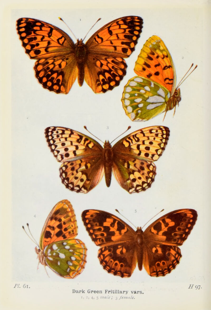 Dark Green Fritillary vars. 1. 2, 4, 5 wale; 3 female.