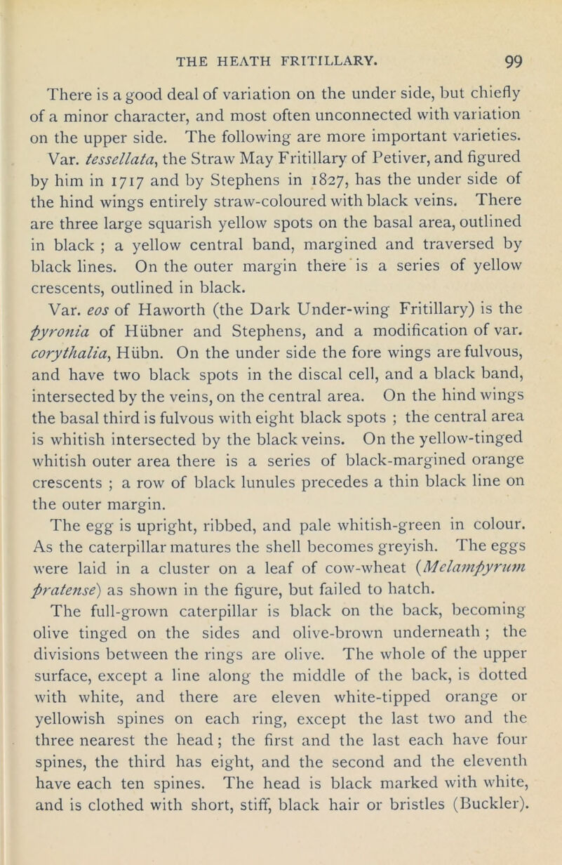 There is a good deal of variation on the under side, but chiefly of a minor character, and most often unconnected with variation on the upper side. The following are more important varieties. Var. tessellata, the Straw May Fritillary of Petiver, and figured by him in 1717 and by Stephens in 1827, has the under side of the hind wings entirely straw-coloured with black veins. There are three large squarish yellow spots on the basal area, outlined in black ; a yellow central band, margined and traversed by black lines. On the outer margin there is a series of yellow crescents, outlined in black. Var. eos of Haworth (the Dark Under-wing Fritillary) is the pyronia of Hiibner and Stephens, and a modification of var. corythalia, Hiibn. On the under side the fore wings are fulvous, and have two black spots in the discal cell, and a black band, intersected by the veins, on the central area. On the hind wings the basal third is fulvous with eight black spots ; the central area is whitish intersected by the black veins. On the yellow-tinged whitish outer area there is a series of black-margined orange crescents ; a row of black lunules precedes a thin black line on the outer margin. The egg is upright, ribbed, and pale whitish-green in colour. As the caterpillar matures the shell becomes greyish. The eggs were laid in a cluster on a leaf of cow-wheat (Mclampyrum pratense) as shown in the figure, but failed to hatch. The full-grown caterpillar is black on the back, becoming olive tinged on the sides and olive-brown underneath ; the divisions between the rings are olive. The whole of the upper surface, except a line along the middle of the back, is dotted with white, and there are eleven white-tipped orange or yellowish spines on each ring, except the last two and the three nearest the head ; the first and the last each have four spines, the third has eight, and the second and the eleventh have each ten spines. The head is black marked with white, and is clothed with short, stiff, black hair or bristles (Buckler).