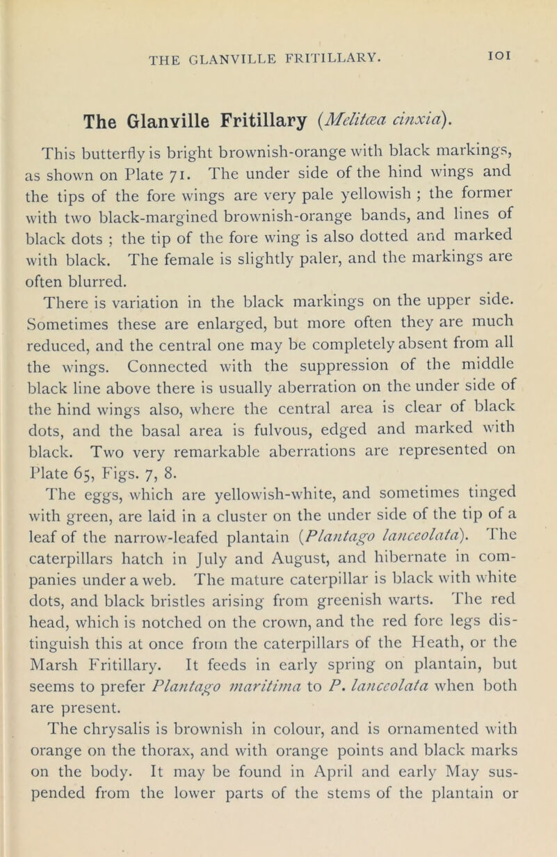 IOI The GlanYille Fritillary (Mclitcea cinxici). This butterfly is bright brownish-orange with black markings, as shown on Plate J i. The under side of the hind wings and the tips of the fore wings are very pale yellowish ; the former with two black-margined brownish-orange bands, and lines of black dots ; the tip of the fore wing is also dotted and marked with black. The female is slightly paler, and the markings are often blurred. There is variation in the black markings on the upper side. Sometimes these are enlarged, but more often they are much reduced, and the central one may be completely absent from all the wings. Connected with the suppression of the middle black line above there is usually aberration on the under side of the hind wings also, where the central area is clear of black dots, and the basal area is fulvous, edged and marked with black. Two very remarkable aberrations are represented on Plate 65, Figs. 7, 8. The eggs, which are yellowish-white, and sometimes tinged with green, are laid in a cluster on the under side of the tip of a leaf of the narrow-leafed plantain (Plantago lanceolata). I he caterpillars hatch in July and August, and hibernate in com- panies under a web. The mature caterpillar is black with white dots, and black bristles arising from greenish warts. The red head, which is notched on the crown, and the red fore legs dis- tinguish this at once from the caterpillars of the Heath, or the Marsh Fritillary. It feeds in early spring on plantain, but seems to prefer Plantago maritima to P. lanceolata when both are present. The chrysalis is brownish in colour, and is ornamented with orange on the thorax, and with orange points and black marks on the body. It may be found in April and early May sus- pended from the lower parts of the stems of the plantain or