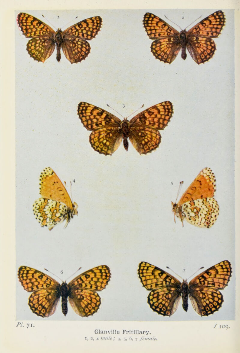 PL 71. Glanville Fritillary. I 109.