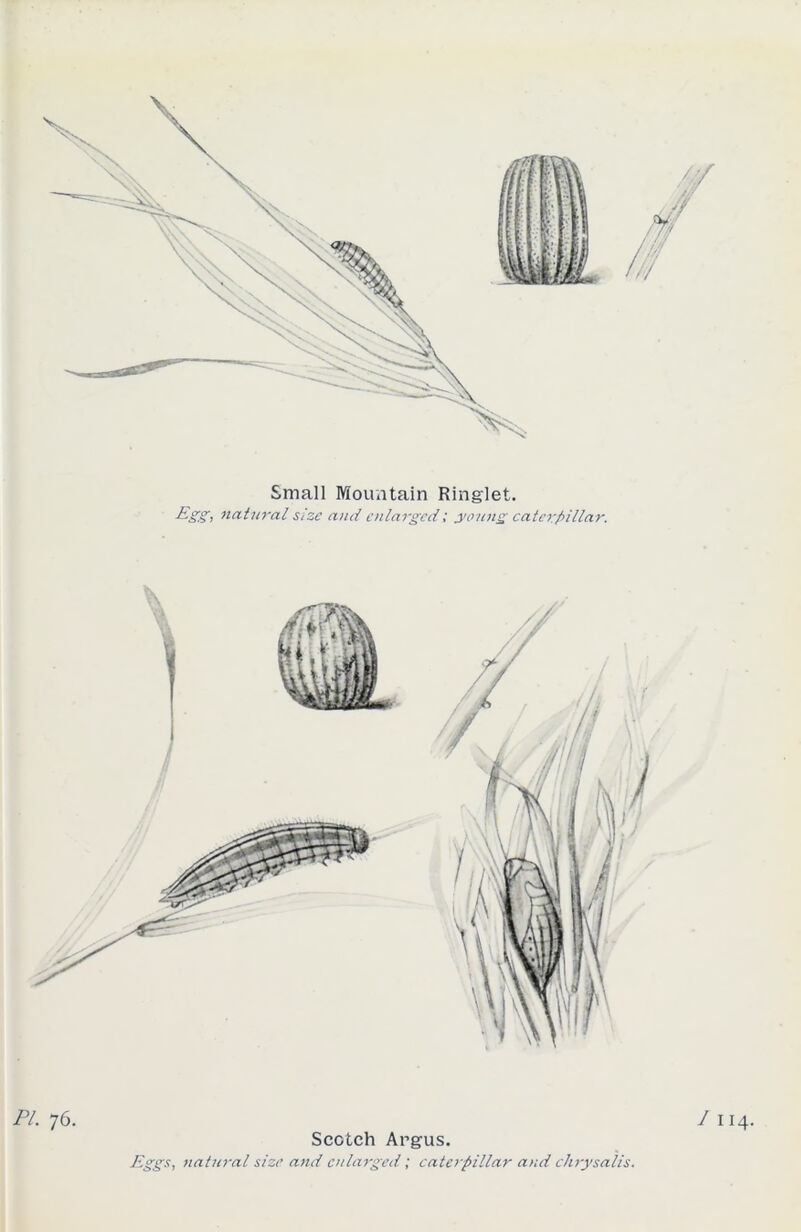 Small Mountain Ringlet. Egg, natural size and enlarged; young caterpillar. Scotch Argus. Eggs, natural size and enlarged; caterpillar and chrysalis.