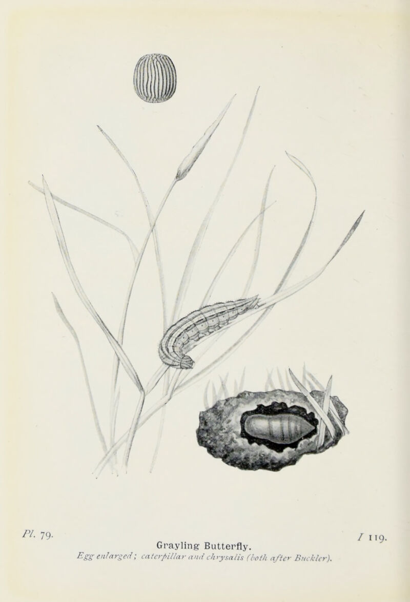 PI. 79. Grayling Butterfly. Egg enlarged; caterpillar and chrysalis (loth after Buckler).