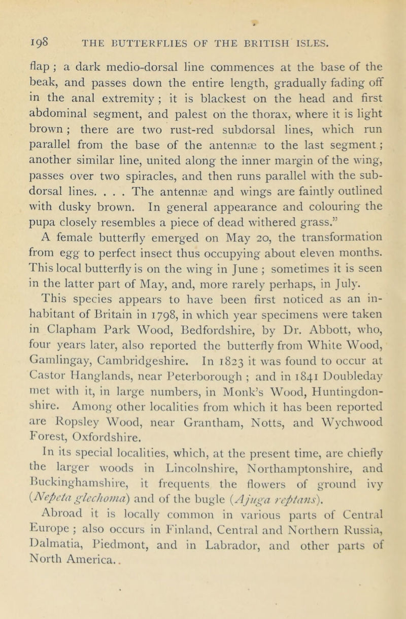 flap ; a dark medio-dorsal line commences at the base of the beak, and passes down the entire length, gradually fading off in the anal extremity ; it is blackest on the head and first abdominal segment, and palest on the thorax, where it is light brown ; there are two rust-red subdorsal lines, which run parallel from the base of the antennae to the last segment ; another similar line, united along the inner margin of the wing, passes over two spiracles, and then runs parallel with the sub- dorsal lines. . . . The antennae and wings are faintly outlined with dusky brown. In general appearance and colouring the pupa closely resembles a piece of dead withered grass.” A female butterfly emerged on May 20, the transformation from egg to perfect insect thus occupying about eleven months. This local butterfly is on the wing in June ; sometimes it is seen in the latter part of May, and, more rarely perhaps, in July. This species appears to have been first noticed as an in- habitant of Britain in 1798, in which year specimens were taken in Clapham Park Wood, Bedfordshire, by Dr. Abbott, who, four years later, also reported the butterfly from White Wood, Gamlingay, Cambridgeshire. In 1823 it was found to occur at Castor Hanglands, near Peterborough ; and in 1841 Doubleday met with it, in large numbers, in Monk’s Wood, Huntingdon- shire. Among other localities from which it has been reported are Ropsley Wood, near Grantham, Notts, and Wychwood Forest, Oxfordshire. In its special localities, which, at the present time, are chiefly the larger woods in Lincolnshire, Northamptonshire, and Buckinghamshire, it frequents the flowers of ground ivy {Nepeta, glechoma) and of the bugle (.Ajuga reptans). Abroad it is locally common in various parts of Central Europe ; also occurs in Finland, Central and Northern Russia, Dalmatia, Piedmont, and in Labrador, and other parts of North America..