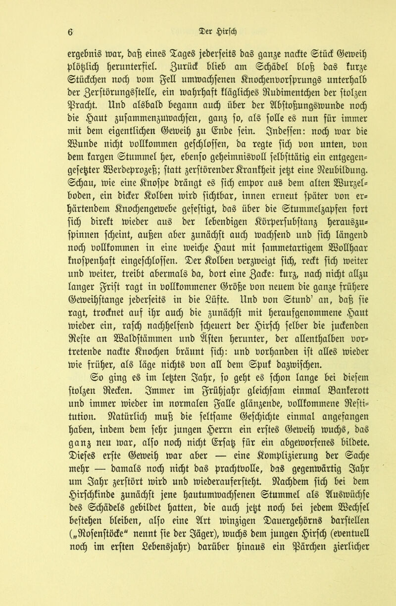 ergebnig Koax, bafj eine£ £age3 jeberfeitg ba§ gange nadte @tüd ®eweih Ülötdich fjerunterftel ßurüd blieb am ©d)äbel blojj ba§ lurge ©tüddjen nod) Oom ged umWachfenen $nochent)orfbrung§ unterhalb ber ßerftörung^ftede, ein Wahrhaft fläglicheä dtubimentdjen ber ftolgen ^ßrad)t. Unb al^balb begann auch über ber 5lbftof3ung§Wunbe noch bie §aut gufammenguwachfen, gang fo, al§ fode e£ nun für immer mit bem eigentlichen ®eWeilj gu (Snbe fein. gnbeffen: nod) War bie Sßunbe nicht oodfommen gefchloffen, ba regte fich bon unten, bon bem fargen ©tummel her, ebenfo geheintni3bod felbfttätig ein entgegen* gefegter 2Berbe{)rogef$; ftatt gerftörenber Faulheit jetd eine üdeubilbung. 0d)au, Wie eine ^nofpe brängt e£ fi(h empor au§ bem alten 2Burgel* hoben, ein bicter Kolben wirb fic^tbar, innen erneut fpäter bon er* härtenbem ®nod)engeWebe gefeftigt, ba§ über bie @tummelgapfen fort ftd) bireft Wieber au£ ber lebenbigen ^örperfubftang herauggu* fpinnen fcf)eint, aufcen aber gunädjft auch toad^fenb unb fich längenb nod) bodfommen in eine Weiche §aut mit fammetartigem 2Bodf)aar Inofpenljaft eingefdjtoffen. £)er Kolben bergWeigt fich, redt fleh heiter unb Weiter, treibt abermals ba, bort eine gade: furg, nad) nid)t adgu langer grift ragt in bodtommener (Sfröfje bon neuem bie gange frühere @ett)eihftange jeberfeitg in bie Süfte. Unb bon @tunb’ an, bafc fie ragt, trodnet auf ihr auch bie gunäd)ft mit heraufgenommene §aut Wieber ein, rafcf) nad)helfenb ffeuert ber §irfd) felber bie judenben fRefte an Söalbftämmen unb Elften herunter, ber allenthalben bor= tretenbe nadte Shtod)en bräunt fid): unb borhanben ift ade§ lieber Wie früher, al§ läge nid)t§ bon all bem ©puf bagtüifd£)en. ©o ging e§ im lebten gahr, fo geht e3 fd^on lange bei biefem ftolgen Sdeden. gmmer im grühjahr gleichfam einmal 23anferott unb immer wieber im normalen gade glängenbe, bodfommene SRefti* tution. SRatürlid) muf$ bie feltfame ©efdjidüe einmal angefangen haben, inbem bem fehr jungen §errn ein erfte§ ©eWeil) Wud)3, ba§ gang neu war, alfo noch nicht ©rfa^ für ein abgeworfeneg bilbete. £)iefe£ erfte (Geweih war aber — eine ft'ompligierung ber @ad)e mehr — bamahS nod) nid)t ba§ prad)tbode, ba§ gegenwärtig galjr um gahr gerftört Wirb unb Wieberauferfteht. Sdachbem fich foi bem §irfdjfinbe gunächft jene hautumwad)fenen ©tummel als 2tu§wüd)fe be3 @d)äbel§ gebilbet hatten, bie aud) je|t noch &ei jebern ^öechfel beftehen bleiben, alfo eine 2lrt wingigen SDauergehörnä barfteden („Sdofenftöde nennt fie ber gäger), Wud)3 bem jungen §irfdj (ebentued nod) im erften ßeben£jal)r) barüber hinauf ein Härchen gierlid)er