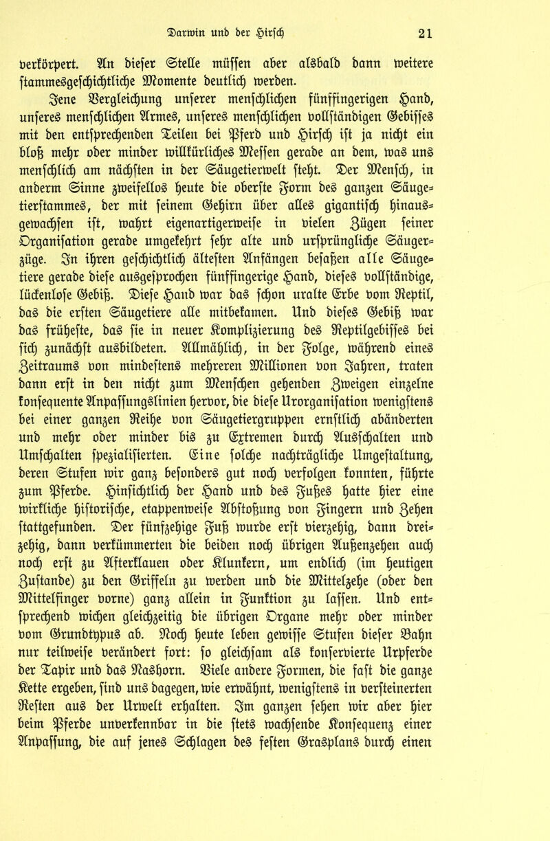 bertörpert. 5tn biefer ©teEe müffen aber atgbatb bann meitere ftamme^gefd^tcb)ttid6)e Momente beutlidl) merben. gene Vergleichung unserer rnenf etlichen fünffingerigen §anb, unfereg menfcf)Udjen 2trmeg, unfereg tnenfd)Ud)en boEftänbigen ©ebiffeg mit ben entfbredjenben Seiten bei $ßferb unb §irfd) ift ja nidjt ein b!o§ me^r ober minber miEfürticf)eg Neffen gerabe an bem, mag ung menfchltcf) am näcfjften in ber ©äugetiermelt fteljt. £)er Menfch, in anberm ©ütne gmeifellog fieute bie oberfte gorrn beg gangen ©äuge- tierftammeg, ber mit feinem ©el)irn über aEeg gigantifd^ hinaug* gemachten ift, toafjrt eigenartigermeife in bieten 3ü9en feiner Drganifation gerabe nmgefe^rt fet)r alte unb urfprünglidje ©äuger= güge. Sn ihren gerichtlich ätteften Anfängen befaßen alte ©äuge* tiere gerabe biefe auägefproben fünffingerige §anb, biefeg bottftänbige, tücfentofe ©ebifj. SDiefe §anb mar bag fdjon uralte ©rbe bom fHe^til, bag bie erften ©äugetiere aEe mitbefamen. Unb biefeg ©ebif; mar bag frühefte, bag fie in neuer ^ompligierung beg fReptitgebiffe^ bei ftd^ gunächft augbilbeten. OTmäfjlicf), in ber gotge, mährenb eineg 3eitraumg bon minbefteng mehreren MiEionen bon Sauren, traten bann erft in ben nicht gum Menfdjen gehenben 3^eigen eingetne fonfequente 2lnbaffunggtinien herbor, bie biefe Urorganifation toenigftenä bei einer gangen fHei^e bon ©äugetiergrupben ernfttic^ abänberten unb mehr ober minber big gu (Sjtremen burch 2lugfchalten unb Umfcljatten fbegiatifierten. (Sine fotclje nachträgliche Umgeftattung, bereu ©tnfen mir gang befonberg gut noch berfotgen tonnten, führte gutn Sßferbe. §infichttich ber §anb unb beg guf$eg hatte Zer eine mirttiche t)iftorifcf)e, etapbenmeife ^Ibftofmng bon gingern unb Qefyn ftattgefunben. £)er fünfge^ige gu£ mürbe erft biergetjig, bann brei= ge^ig, bann bertümmerten bie beiben noch übrigen 2tuj3enget)en auch noch erft gu Slfterflauen ober Fünfern, um enbtich (im heutigen guftanbe) gu ben ©riffeln gu merben unb bie SO^ittetge^e (ober ben Mittelfinger borne) gang aEein in gunftion gu taffen. Unb ent* fbred^enb michen gleichzeitig bie übrigen Drgane mef)r ober minber bom ©rmtbtbbuä ab. 9?odfj heute leben gemiffe ©tnfen biefer Vahn nur teitmeife beränbert fort: fo gteichfam atg fonferbierte Urbferbe ber STahpir unb bag Sftagfjorn. Spiele anbere gormen, bie faft bie gange $ette ergeben, finb ung bagegen, mie ermähnt, menigfteng in berfteinerten heften aug ber Urtoelt ermatten. Sm gangen fefjen mir aber J)ier beim $ßferbe unberfennbar in bie ftetg madfjfenbe 5bnfequeng einer 5lnbaffung, bie auf jeneg ©plagen beg feften ©ragptang burdf) einen