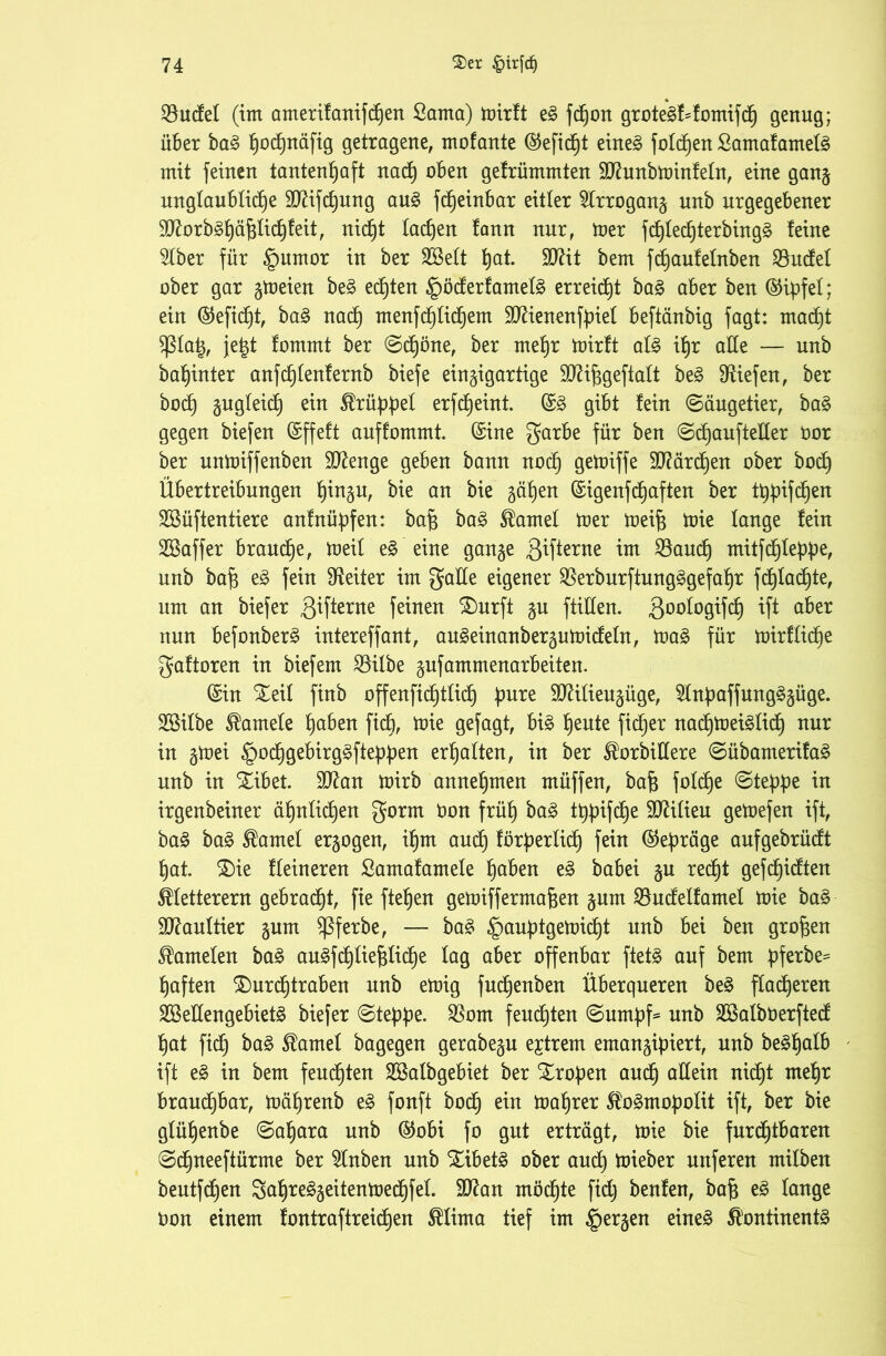 $udef (im amerifanifchen Santa) mirft eg fchon grotegf^fomifch genug; über bag hochnäfig getragene, mofante ©eficht eineg folgen Samafamefg mit feinen tantenfjaft nad) oben gefrümmten äftunbminfefn, eine gang unglaubliche 9D7ifcf)ung aug fdjeinbar eitler 5Irrogang unb urgegebener SO^orbgt)ä^Iidb)feit, nid)t lachen fann nur, mer fd)fechterbingg feine 5fber für §umor in ber 2Beft hat. SDWt bem fchaufefnben 2htdef ober gar gmeien beg echten göderfamefg erreicht bag aber ben ©ipfef; ein ©efid)t, bag nad) menfdjlichem SJäenenfpief beftänbig fagt: macht $ßfa|g, je|t fommt ber ©d)öne, ber mehr mirft afg ihr ade — unb bahinter anfchfenfernb biefe einzigartige Sftifjgeftaft beg liefen, ber hoch gugfeid) ein ®rüppef erfdjeint. ©g gibt fein ©äugetier, bag gegen biefen ©ffeft auf fommt. ©ine garbe für ben ©cfjaufteder Oor ber unmiffenben ülftenge geben bann noch Ö^tüiffe Härchen ober hoch Übertreibungen h™äu, bie an bie gäben ©igenfdjaften ber tppifchen SBüftentiere anfnüpfen: bafj bag tarnet mer meifj mie fange fein SSaffer brauche, meif eg eine gange ßifterne tnt S3ciudh mitfd^Ieppc, unb baf$ eg fein Leiter im gaffe eigener $erburftungggefaf)r fd)Iadjte, um an biefer 3Üfer«e feinen Xurft gu ftilfen. ßoofogifch ift aber nun befonberg intereffant, augeinanbergumidefn, mag für mirfficfje gaftoren in biefem $ifbe gufammenarbeiten. ©in Xeif finb offenfid)tfich pure SO^ifieugüge, Sfnpaffungggüge. Söifbe $amefe haben ficb, mie gefagt, big heute fid)er nadjmeigfid) nur in gmei §od)gebirggfteppen erhaften, in ber Morbidere ©übamerifag unb in Xibet. äftan mirb annehmen müffen, baft fofche ©teppe in irgenbeiner ähnlichen gorm Oon früh &ag tt)pifd^e SDäfieu gemefen ift, bag bag tarnet ergogen, ihm auch förperfid) fein Gepräge aufgebrüdt hat. X)ie ffeineren Samafamefe haben eg babei gu recht gefehlten ^fetterem gebraut, fie ftehen gemifferrnafeen gum SBudeffamef mie bag dftauftier gum $ßferbe, — bag §auptgemid)t unb bei ben großen Gameten bag augfchliefjfiche tag aber offenbar ftetg auf bem pferbe= haften Xurdjtraben unb emig fudjeuben Überqueren beg ffacheren SBeffengebietg biefer ©teppe. $om feuchten ©umpf* unb SBafbOerfted hat fid) bag tarnet bagegen gerabegu extrem emangipiert, unb beghafb ift eg in bem feuchten Söafbgebiet ber Xropen audh affein nicht mehr brauchbar, mährenb eg fonft hoch ein mahrer ^ogmopofit ift, ber bie gfühenbe ©ahara unb ©obi fo gut erträgt, mie bie furdftbaren ©chneeftürme ber 2lnben unb Xibetg ober auch mieber unferen mifben beutfdjen 3ahreggeitenmed)fef. dftan möchte fidj benfen, bafc eg fange oon einem fontraftreichen SHirna tief im bergen eineg 5t'ontinentg