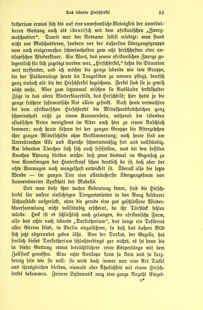 tatßerium ermieg ftcß big auf eine unmefentlidße SHeinigfeit ber unmittel* baren (Gattung nadß alg ibentifcß mit bem afrilanifdßen „Qxqzx^ mofdßugtier. ®amit mar ber SEotname felbft ertebigt: man ftanb nidßt öor Sftofcßugtieren, fonbern Oor ber äußerften Übergangggrußße öorn nocß einigermaßen fcßmeineßaften gum edb)t ßirfcßßaften ober an= tiloßifdßen Sßieberläner. ©in 2Bort, bag jenem afrifanifcßen 3^er9e 9^ legentlicß für ficß gugelegt morben mar, „§irfcßferfel, faßte bie Situation meit treffenber, nnb icß möcßte bie gange lebenbe mie tote ©rupße, bie ber Paläontologe ßeute bie %raguliben gn nennen pflegt, bentftf) gang einfad) alg bie ber §irfcßferfel begeidßnen. ^zxlzl finb fie ja gemiß nid^t meßr. 5lber gum leßtenmal mifcßen fie 5lugläufer ferfelßafter ßüge in bag obere SBieberfäuerbilb, bag §irfcßbilb; ßier ßatte ja bie gange früßere fßftematifcße Üftot allein geftedt. ÜEodß ßente oermacßfen bei bem afrifanifcßen §irfcßfer!el bie TOttelßanbfnöcßelcßen gang fcßmeingßaft nicßt gu einem ^anonenbein, mäßrenb bie lebenben afiatifcßen Wirten menigfteng im Filter and) ßier gn einem 5lnfcßluß fornmen; nocß ßente füßren bei ber gangen ©ruppe bie 5lftergeßcßen ißre gangen SCRittelfd^äfte oßne $erfümmerung; nocß ßente finb am Unterärmcßen ©Ee nnb ©peidße fcßmeingrnäßig frei nnb OoEftänbig. 2lm lebenben Xiercßen ließ ficß ancß feftfteEen, mag bei ben foffilen Sfrtocßen $lßnung bleiben mußte: baß gmar biegmat im ©egenfaig gn bem Sfrtmelmagen ber ^interfroßf fcßon bentlicß ba ift, baß aber ber edjte Vormagen nocß mangelßaft entmidfelt ift. Überall alfo bie le|te 2ßenbe — im gangen Xier eine aEeräußerfte Überganggform Oon ftannengmerter ©gaftßeit beg EftobeEg. ©eit man biefe ißre maßre SBebeutung fennt, finb bie $irfdß* ferfel für nnfere einficßtigen Siergartenleiter in ben Etang foftbarer ©dßauftüdfe aufgerücft, oßne bie gerabe eine gut gefcßloffene lieber- läuerfammlung nid)t OoEftänbig erfdßeint, ba ißr Xürftüd feßlen mürbe. §ecf ift eg fcßließlicß audß gelungen, bie afrifanifcße ^orm, alfo bag ed^te nod) lebenbe „$)orfatßerium, bag lange ein SDefiberat aEer ©arten blieb, in Berlin eingufüßren, fo baß bag äußere 23ilb ficß jeßt abgerunbet geben läßt. $on ber Vortag, ber ©ageEe, ßat freilidß biefeg £)orfatßerium fdßledßterbingg gar nidßtg, eg fei benn bie in biefer ©attung etmag beträdßtlicßere reine föörperlänge mit bem 3oEftocf gemeffen. ©ine edßte Antilope !ann fo Hein nnb fo furg= beinig fein mie fie miE: fie mirb bodß immer nur eine 5lrt £>adel ang ißreggleidßen bleiben, niemalg aber Äßnlicßfeit mit einem £)irfdß= ferfel befommen. geinere ©ßftematif mag eine gange Slngaßl ©ingeE 6*