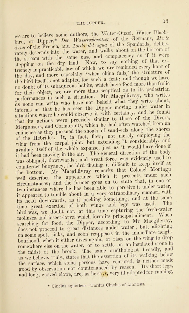 THE DIPPER. wcareto believe some authors, the ’\t^rtcr-Ouzcl,_^^^ ater bird or Dipper,* Der Wasserschiml-er of the uermaus, il/e;* d'eali of tlio French, and Tordo del agua of the Spaniards, delibe- rately descends into the water, and walks about on the bottom o tiie stream with the same ease and eomplaccncy 'v®® stepping on the dry land. Now, to say nothing of that cx- t c nely impracticable law of which wo are reminded every hour of lire Iv, aiid more especially ‘when china falls,’ the structure of the bird itself is not adapted for such a feat; and though ^ eha\e no doubt of its subaqueous habits, which have food mpre tlian ti ohc for their object, we are more than sceptical as to its pedestnan performances in such a situation. Mr Macgilhvray, who writes L none can write who have not beheld what they write about, informs us that he has seen the Dipper moving under water in situations where he could obsenm it if h ceidanity and he that its actions were precisely similar to those of the Di\eis, Meraansers, and Cormorants, which he had often watched from an cmiiieiice as they pursued the shoals of sand-eels along the slioies M lhe Hebridel It, in fact, flew; not merely enyopng the wimr from the carpal joint, but extending it considerably, and availing itself of the whole expanse, just as it f f f f V! it had been moving in the air. The general direction of the bod) was obliquely downwards; and great force was evidently use 1 counteract buoyancy, the bird finding it difficult to l^^cp its^^^^^^ the bottom. Mr Macgilhvray remarks ^ that Colonel Montagu well describes the appearance which it presents under such circumstances; and the former goes on to state that, f two instances where he has been able to perceive it undei vatei, it appeared to tumble about in a very extraordinary manner, vitii its head downwards, as if pecking something, and at the same time great exertion of both wings and legs v as nsec. i ^ bird was, we doubt not, at this time capturing the f mollusca and iiisect-larvm which form its principal aliment. U ^ e^ searching for food, the Dipper, according to IN i ^ ’ docs not proceed to great distances under water ; but, aliglitn^ on some spot, sinks, and soon reappears in the immediate ncig i- bourhood, when it either dives again, or rises on the wing to drop somewhere else on the water, or to settle on an msu a c( s one the midst of the brook. The same ornithologist broadly, ain as we believe, truly, states that the assertion of its^ walking^ below the surface, which some persons have ventuied, ^ good by observation nor countenanced by reason. Its short leg., and lomr, curved claws, are, as he says, very ill adapted tor ruiinmg. * Cinclus aquaticus—Tardus Cinclus of Liunaius.