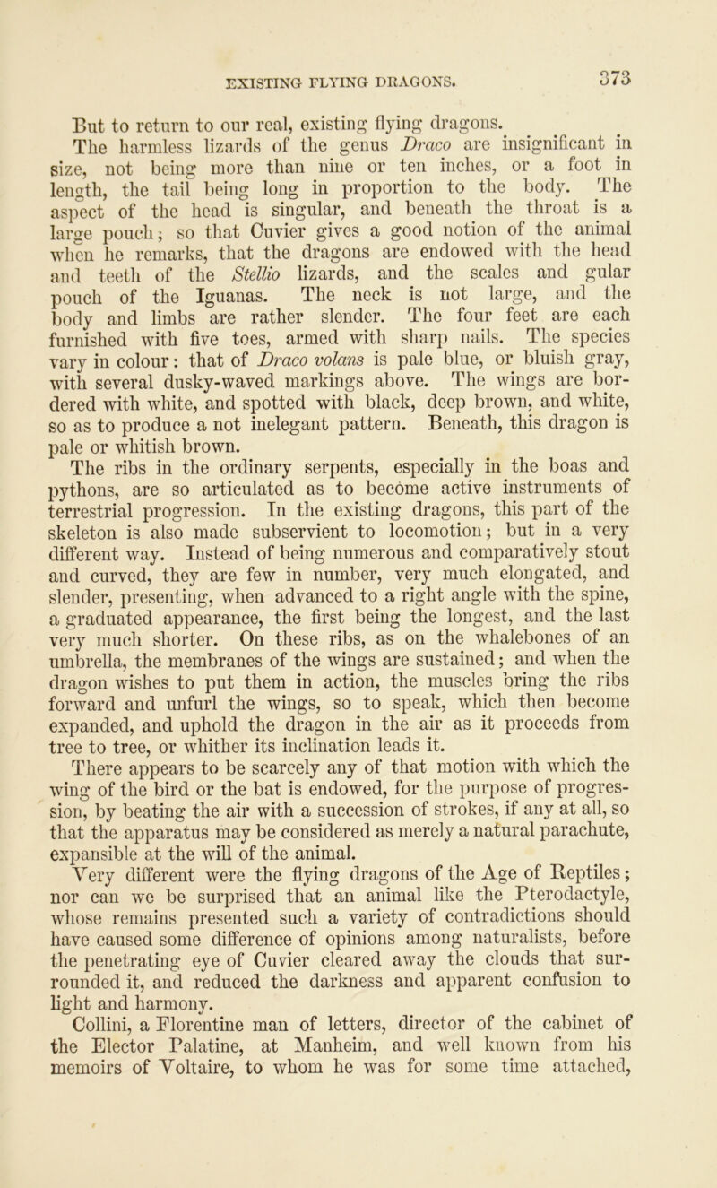 But to return to our real, existing flying dragons. The harmless lizards of the genus Draco are insignificant in size, not being more than nine or ten inches, or a foot in length, the tail being long in proportion to the body. The aspect of the head is singular, and beneath the throat is a large pouch; so that Cuvier gives a good notion of the animal when he remarks, that the dragons are endowed with the head and teeth of the Stellio lizards, and the scales and gular pouch of the Iguanas. The neck is not large, and the body and limbs are rather slender. The four feet are each furnished with five toes, armed with sharp nails. The species vary in colour: that of Draco volans is pale blue, or bluish gray, with several dusky-waved markings above. The wings are bor- dered with white, and spotted with black, deep brown, and white, so as to produce a not inelegant pattern. Beneath, this dragon is pale or whitish brown. The ribs in the ordinary serpents, especially in the boas and pythons, are so articulated as to become active instruments of terrestrial progression. In the existing dragons, this part of the skeleton is also made subservient to locomotion; but in a very different way. Instead of being numerous and comparatively stout and curved, they are few in number, very much elongated, and slender, presenting, when advanced to a right angle with the spine, a graduated appearance, the first being the longest, and the last very much shorter. On these ribs, as on the whalebones of an umbrella, the membranes of the wings are sustained; and when the dragon wishes to put them in action, the muscles bring the ribs forward and unfurl the wings, so to speak, which then become expanded, and uphold the dragon in the air as it proceeds from tree to tree, or whither its inclination leads it. There appears to be scarcely any of that motion with which the wing of the bird or the bat is endowed, for the pur|30se of progres- sion, by beating the air with a succession of strokes, if any at all, so that the apparatus may be considered as merely a natural parachute, expansible at the will of the animal. Very different were the flying dragons of the Age of Beptiles; nor can we be surprised that an animal like the Pterodactyle, whose remains presented such a variety of contradictions should have caused some difference of opinions among naturalists, before the penetrating eye of Cuvier cleared away the clouds that sur- rounded it, and reduced the darkness and apparent confusion to fight and harmony. Collini, a Florentine man of letters, director of the cabinet of the Elector Palatine, at Manheim, and well known from his memoirs of Yoltaire, to whom he was for some time attached,