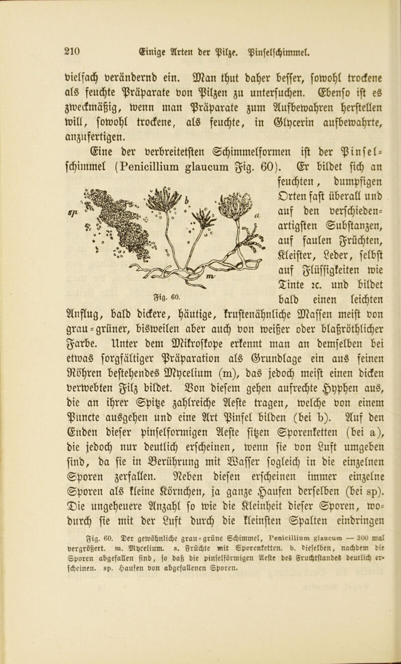 fcietfad) t>eränbernb ein. 9ttan tt)ut bafjer beffer, fotoo^t trodene at§ feud^te Präparate t>on tilgen 31t unterfudjen. (Sbenfo ift e£ gtredmäßig, trenn man Präparate gum Stufbetrafjren perftetten miü, fotropt trodene, at$ feuchte, in ($tpcerin aufbetnafyrte, angufertigen. (Sine bev nerbreitetften <Sd)immetformen ift ber ^infet* fd)immet (Penicillium glaucum fjtg. 60). (Sr bitbet fid) an 2lnftug, balb bidere, häutige, fruftenätjnticpe Waffen meift t>on grau-grüner, biStreiten aber aud) ron treißer ober btaf$rötptid)er $arbe. Unter bem SD^ifroffope erfennt man an bemfetben bei ettrag forgfättiger ^3räparation at£ ®runbtage ein au£ feinen SRötjren beftepenbeg Sflpcetium (m), ba£ jebod) meift einen biden üertrebten 3% bitbet. $on biefem gepen aufrechte ,!pppt)en au£, bie an iprer @pi^e gaptreid)e 2tefte tragen, tretd)e ron einem ^uncte auggepen nnb eine 2trt ^infet bitben (bei b). 2luf ben (Snben biefer pinfetformigen riefte fifcen @porenfetten (bei a), bie jebod) nur beutlid) erfcpeinen, trenn fie ron Jöuft umgeben finb, ba fie in SSeritprung mit ^Baffer fogteid) in bie einzelnen ©poren gerfalten. 9?eben biefen erfdjeinen immer eingetne (Sporen at£ tteine $örnd)en, ja gange Raufen berfetben (bei sp). £)ie ungeheuere 2tngapt fo trie bie Kleinheit biefer Sporen, tro= burd) fie mit ber önft burcp bie fteinften Spatten einbringen gig. 60. ®er getoobnlidie grau = grüne ©dummel, Penicillium glaucum — 300 mal bergrö&ert. m. 2Jü)ceIiunt. a. grüßte mit ©borenfetten. b. fciefelben, nadbbem bie ©poren abgefallen finb, fo bafi bie pinfelförmigen 2Iefte be» grudjtftanbeS beutlid) er* fcbeinen. sp. Raufen bon abgefallenen ©poren. feuchten, bumpfigen Orten faft überatt nnb auf ben rerfdjieben* artigften Subftangen, * $teifter, Beber, fetbft auf gtüffigfeiten trie £inte :c. unb bitbet batb einen teilten gig. 60.