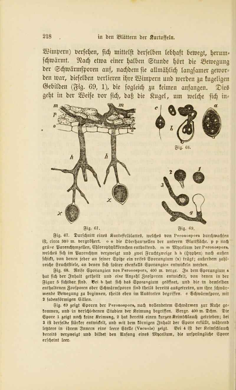 Sttnpern) bergen, fxd^ mittelft berfelben lebhaft belegt, fyerum- fdjtoärmt. 9?ad) etma einer falben @tunbe fjört bie ^öetnegung ber ©dfymärmfporen auf, nad)bem fte attmäfyltdj (angfamer gemor- beit tnar, biefelben berüeren ifyre Stmpern mtb inerben §n fugeügen ©ebtfben (gig. 69, 1), bie fog(eid) gu feinten anfangen. £)ie§ ge^t in ber Seife bor ficf), ba£ bie $uge(, um toefdfje fid^ in- Sfifl- 67. 2fi0- 69. 5ig. 67. ©urfdfnitt eines ÄartoffelblatteS, raelcbeS bon Peronospora burdjnmcbfen ift, circa 300 m. bergröjjert. o o bie £)berbaut*ellen ber unteren Siattflädje. p p noch grüne Sarencbbrnjellen, (SbIoropbbÜ!örnd)en entbattenb. m m 9RpceIium ber Peronospora, meldjeS fidE) im Sarendfpm öergmeigt unb §mei grucbtjmeige h b (£>ppben) nach aufjen fdjicft, bon benen jeher an feiner ©pifce ein reifes ©porangium (x) trägt; au&erbem 30^!= reiche Srudjtftiele, an benen ficb fpäter ebenfalls ©porangien enttoideln merben. ffrig. 68. Steife ©porangien bon Peronospora, 400 m. bergr. $n bem ©porangium a bat fid) ber ftnbalt geteilt unb eine Stnjabl goofporen entmicfett, bon benen in ber gigur 5 ficbtbar finb. !3ei b bat ficb baS ©porangium geöffnet, unb bie in bemfeiben enthaltenen goofpoten ober ©cbmärmfporen finb tbeilS bereits ausgetreten, um ihre fdjtbät* menbe Semegung ju beginnen, tbeilS eben im 2luStreten begriffen, c ©cbmärmfpore, mit 2 fabenförmigen ©ilien. ftig. 69 geigt ©poren ber Peronospora, natb boHenbetem ©djtbärmen jur Stube ge= lommen, unb in berfcbubenen ©tabien ber Keimung begriffen. Sergr. 400 m. $d)tn. ®ie ©pore 1 geigt nod) leine Keimung, 2 bat bereits einen Jürgen fteimfcplaucb getrieben; bei 3 ift berfelbe ftärler entmicfelt, unb mit bem Jörnigen Snbalt ber ©pore erfüllt, mäbrenb festere in ihrem Snnetn eine leere ©teEe (Vacuoie) geigt. Sei 4 ift ber Äeimfcblaucb bereits bergroeigt unb bilbet ben Anfang eines SRpcelium, bie urfprünglicbe ©pore erfdfeint leer.
